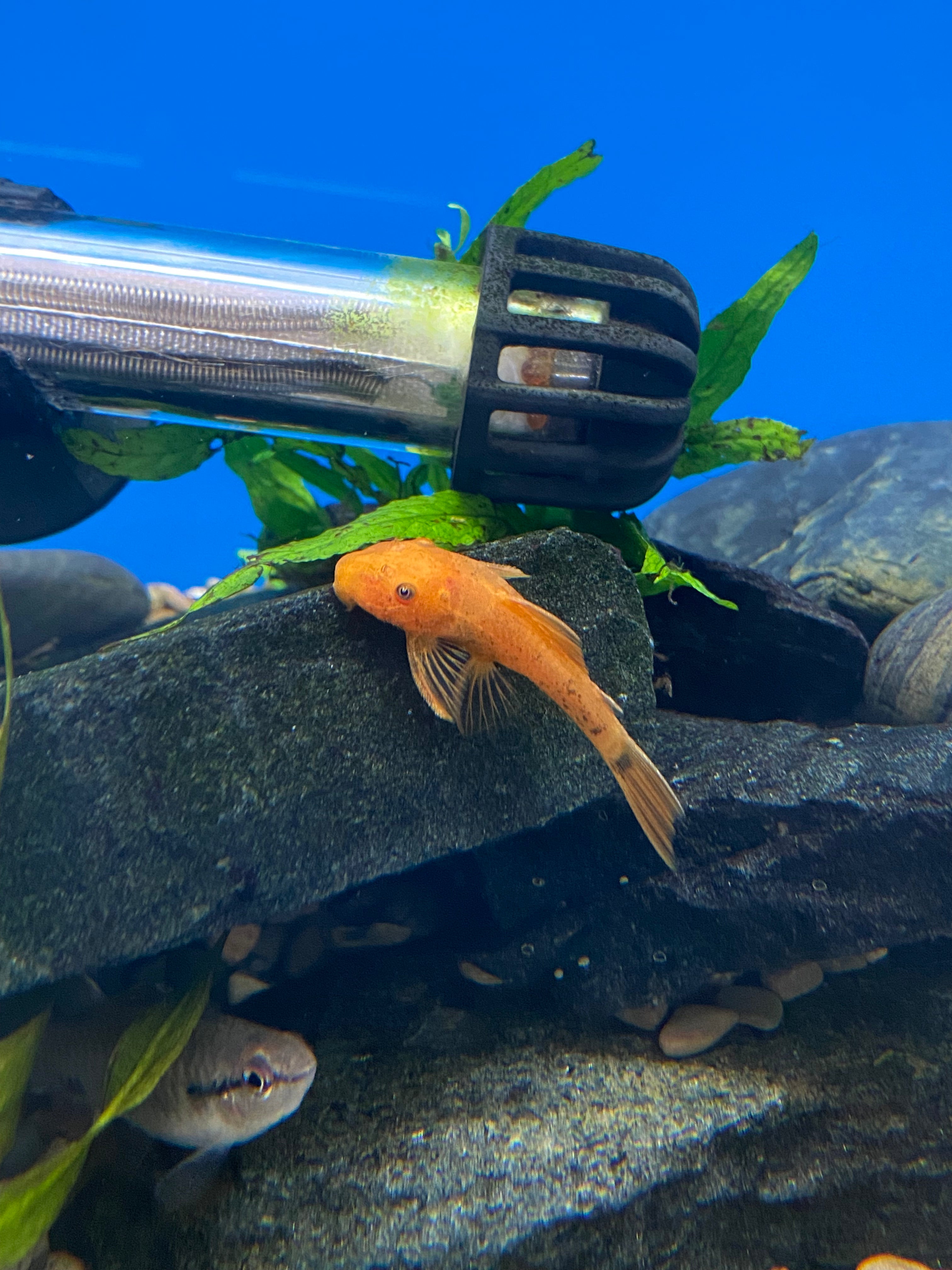 Pléco à nez buissonnant super rouge