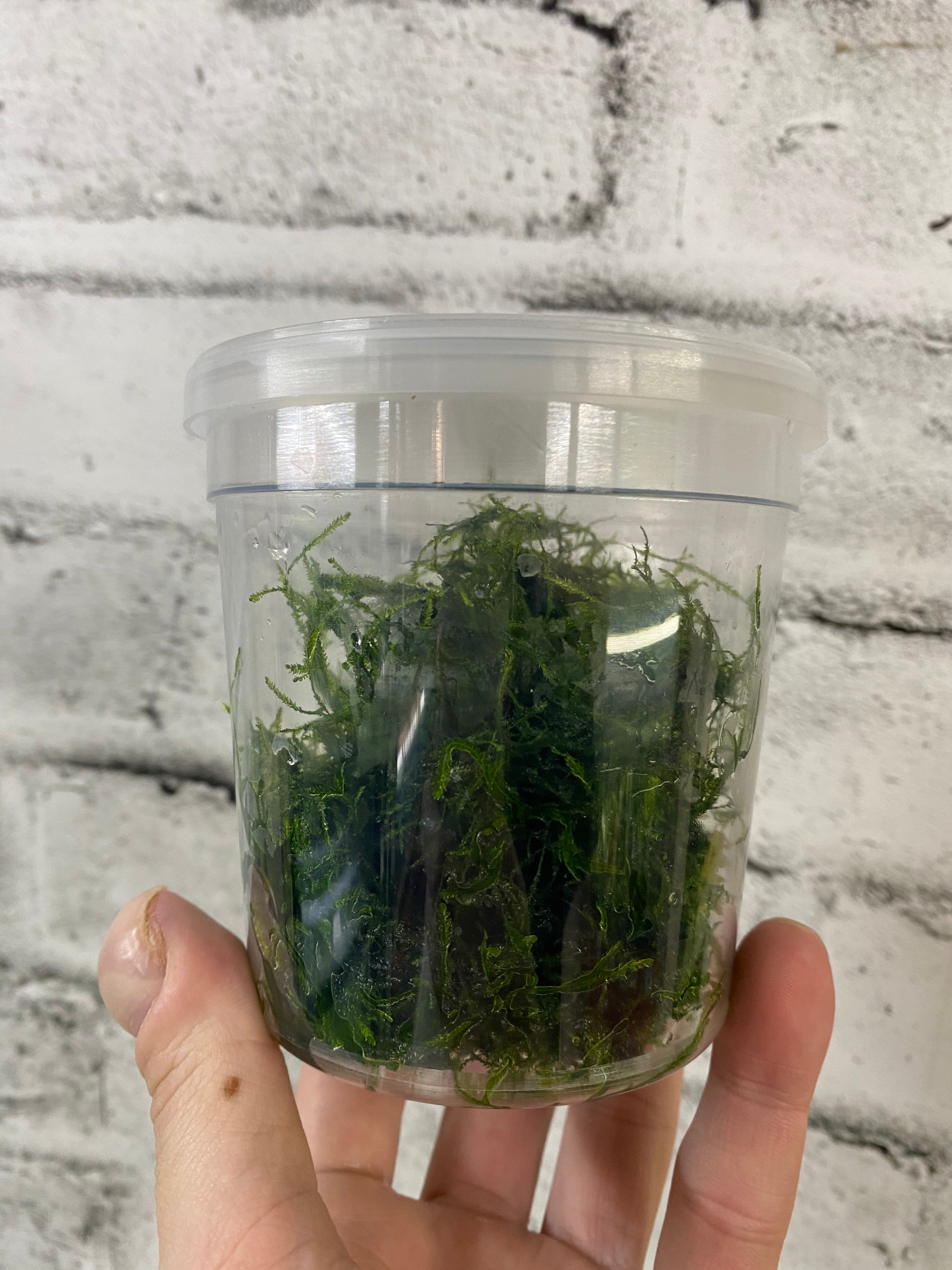 Mousse de Java (cultivée localement !)