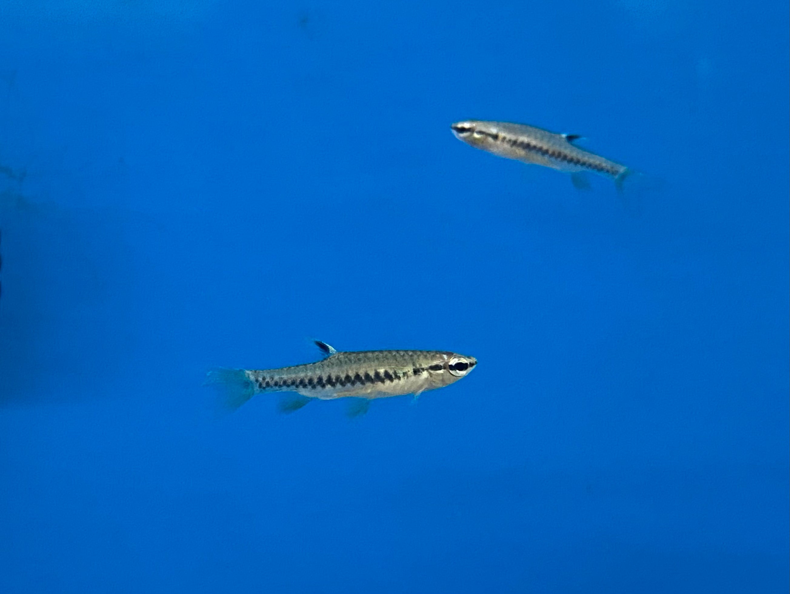 Tétra à taches rouges