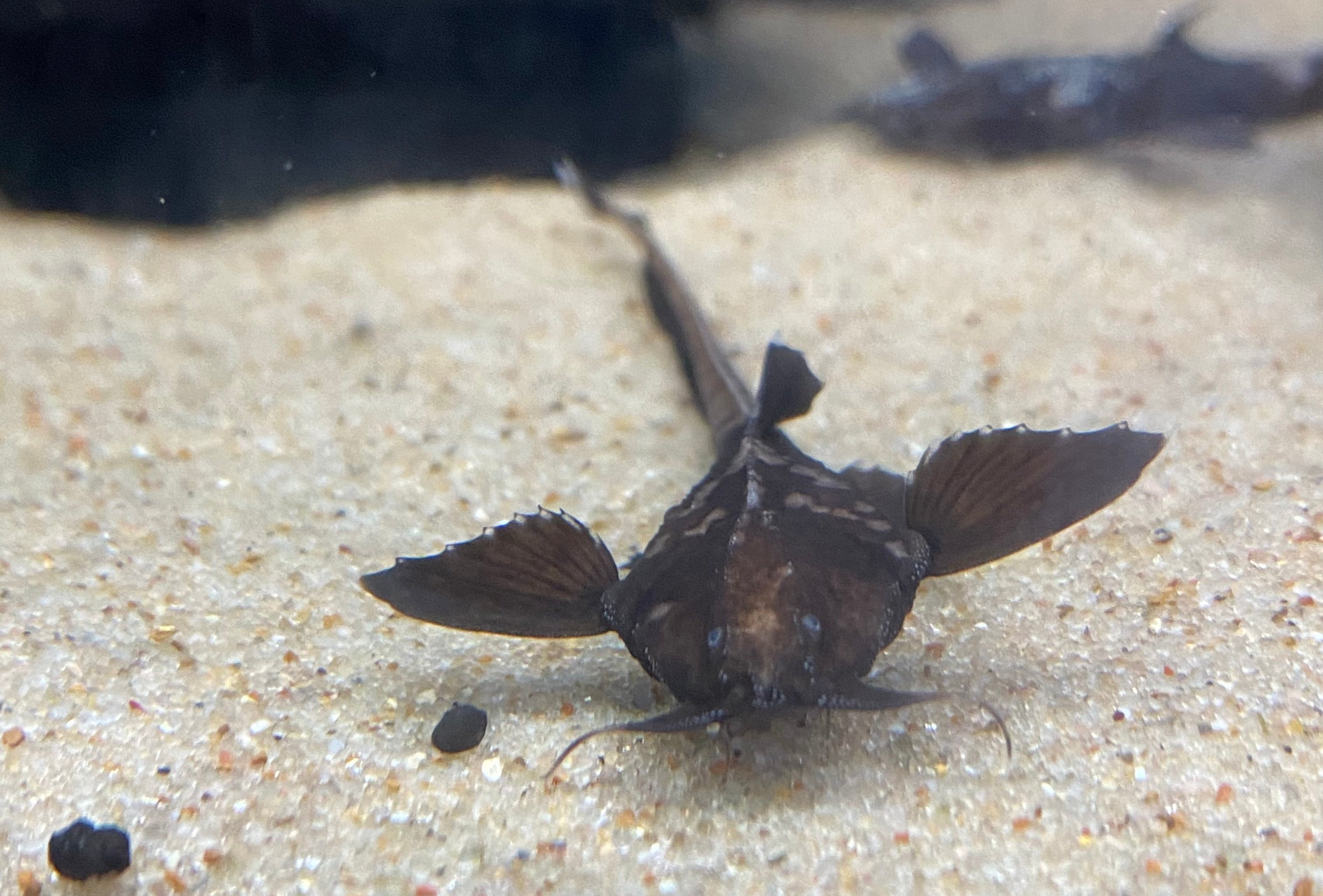 Poisson-chat banjo tacheté