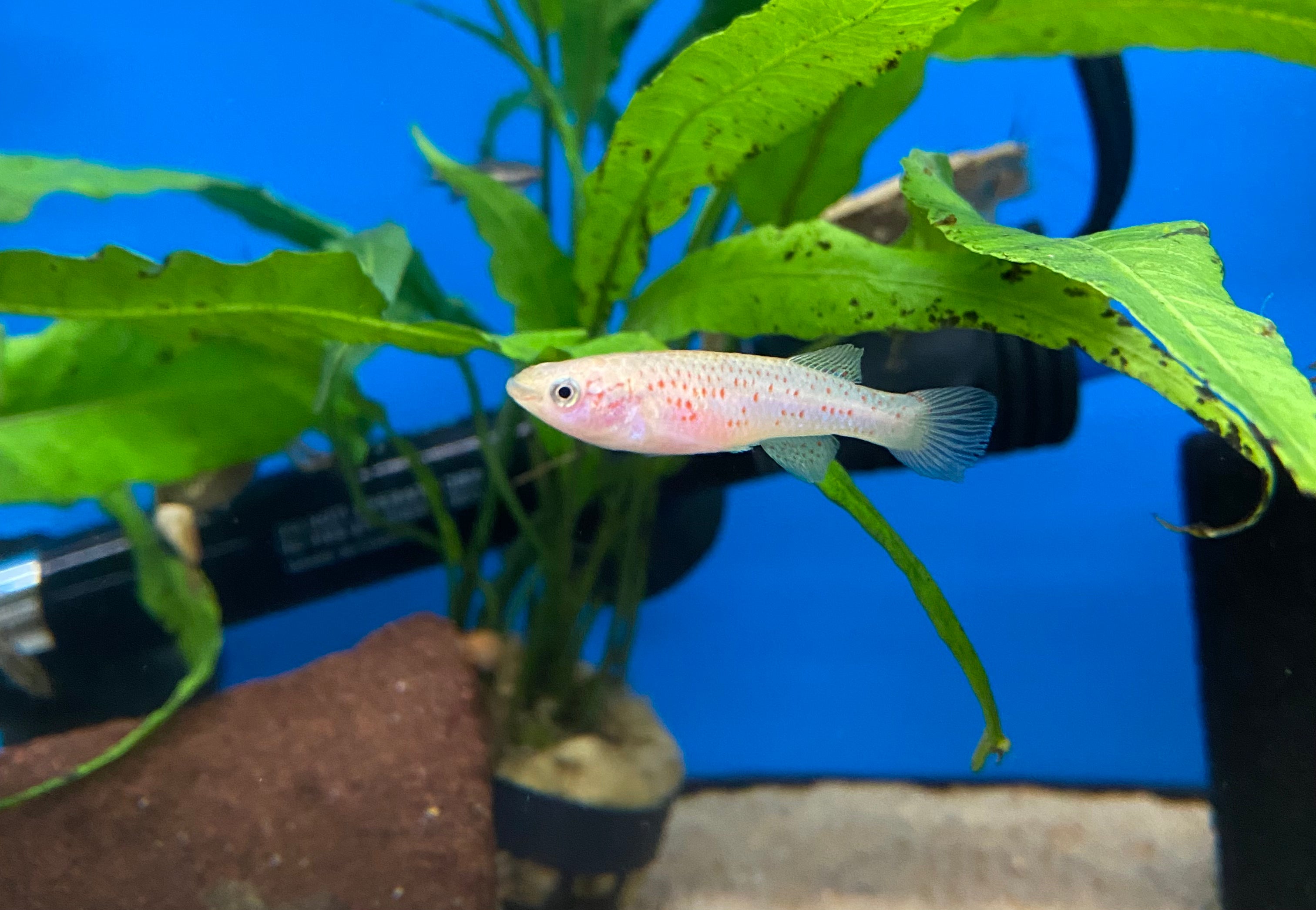Gardneri Killifish