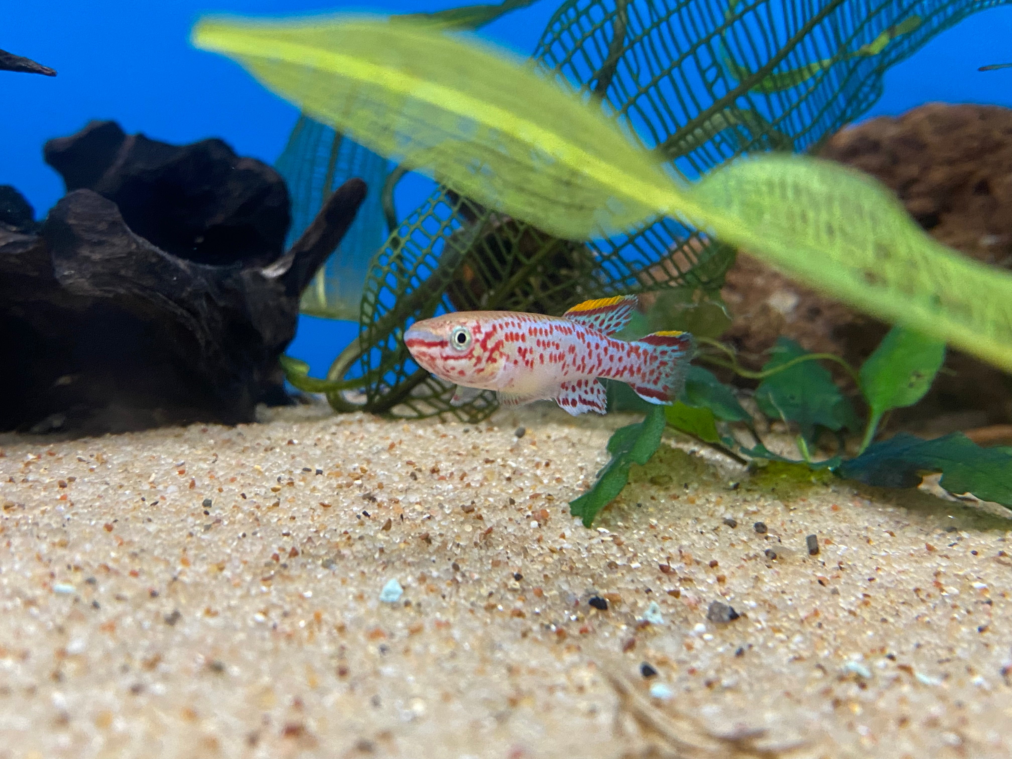Gardneri Killifish