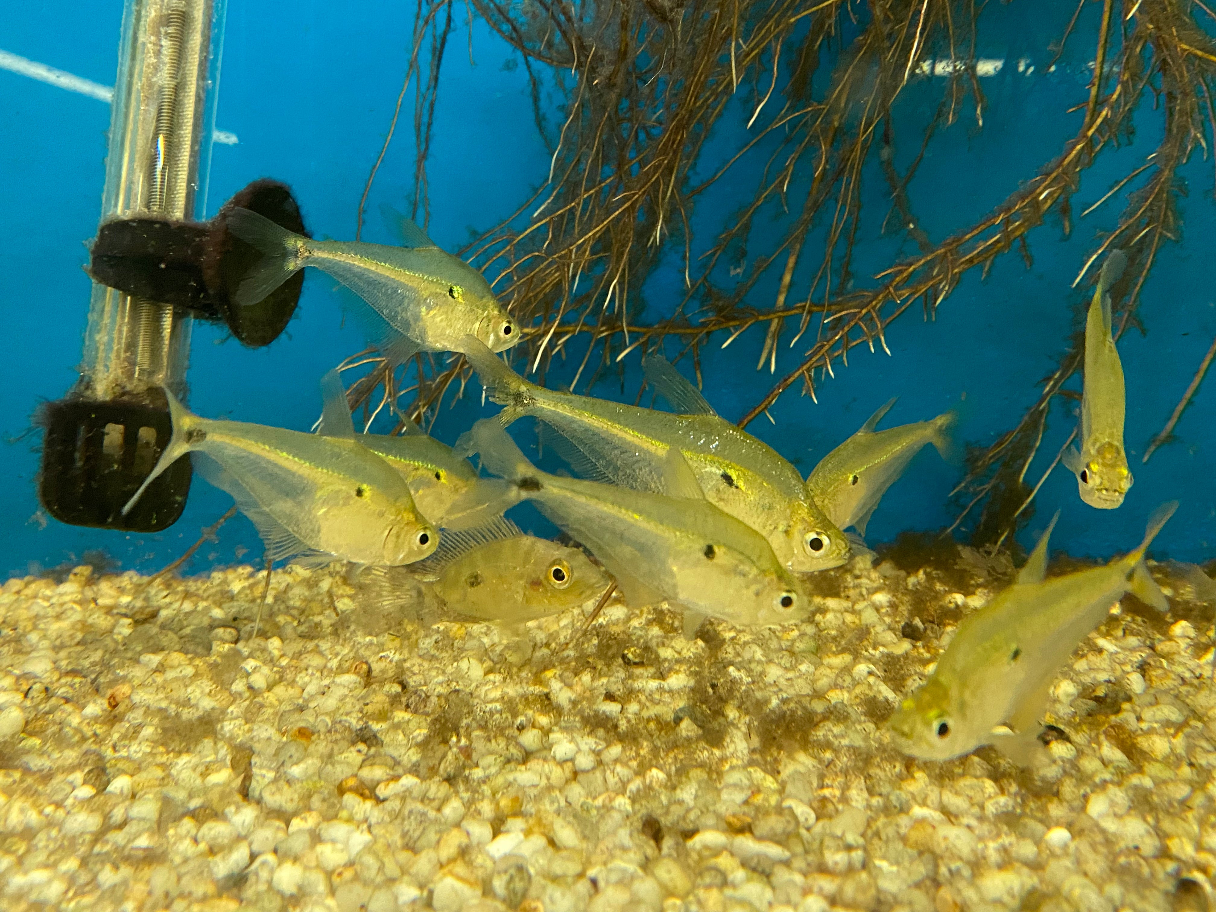 Trinidadian Glass Headstander