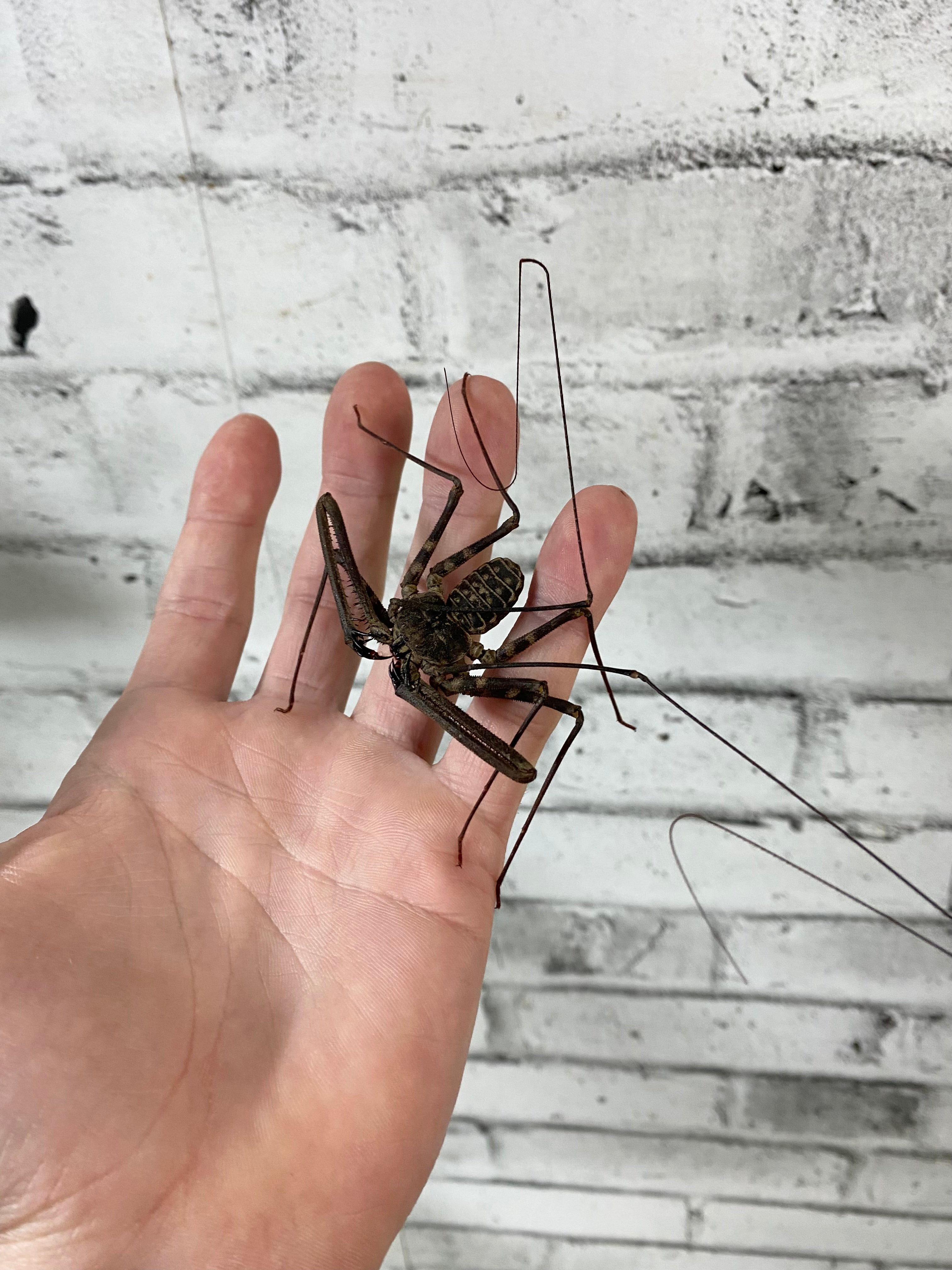 Spider hangs, This is either a Huntsman or Fishing spider d…