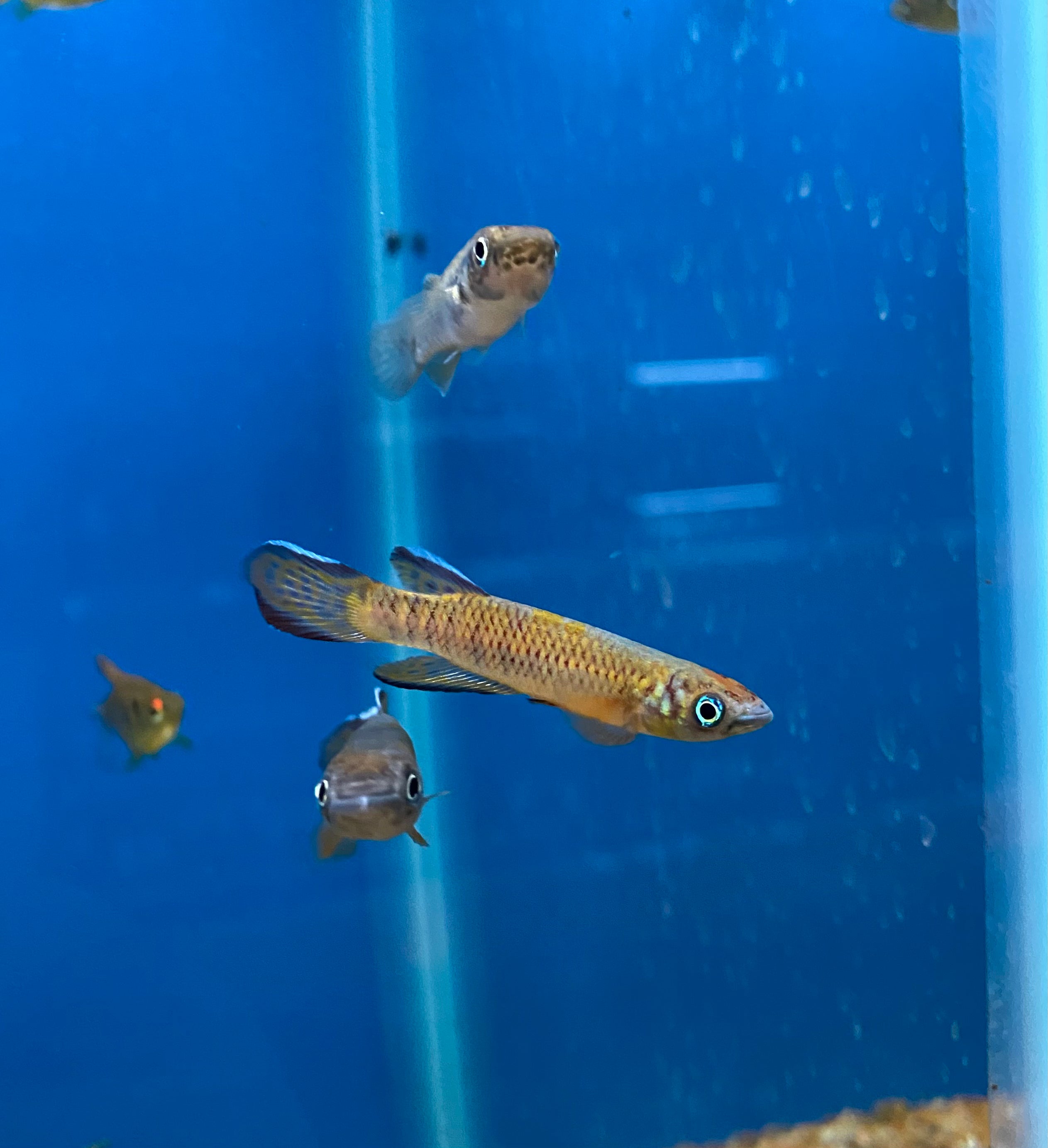 Roloff's Killifish