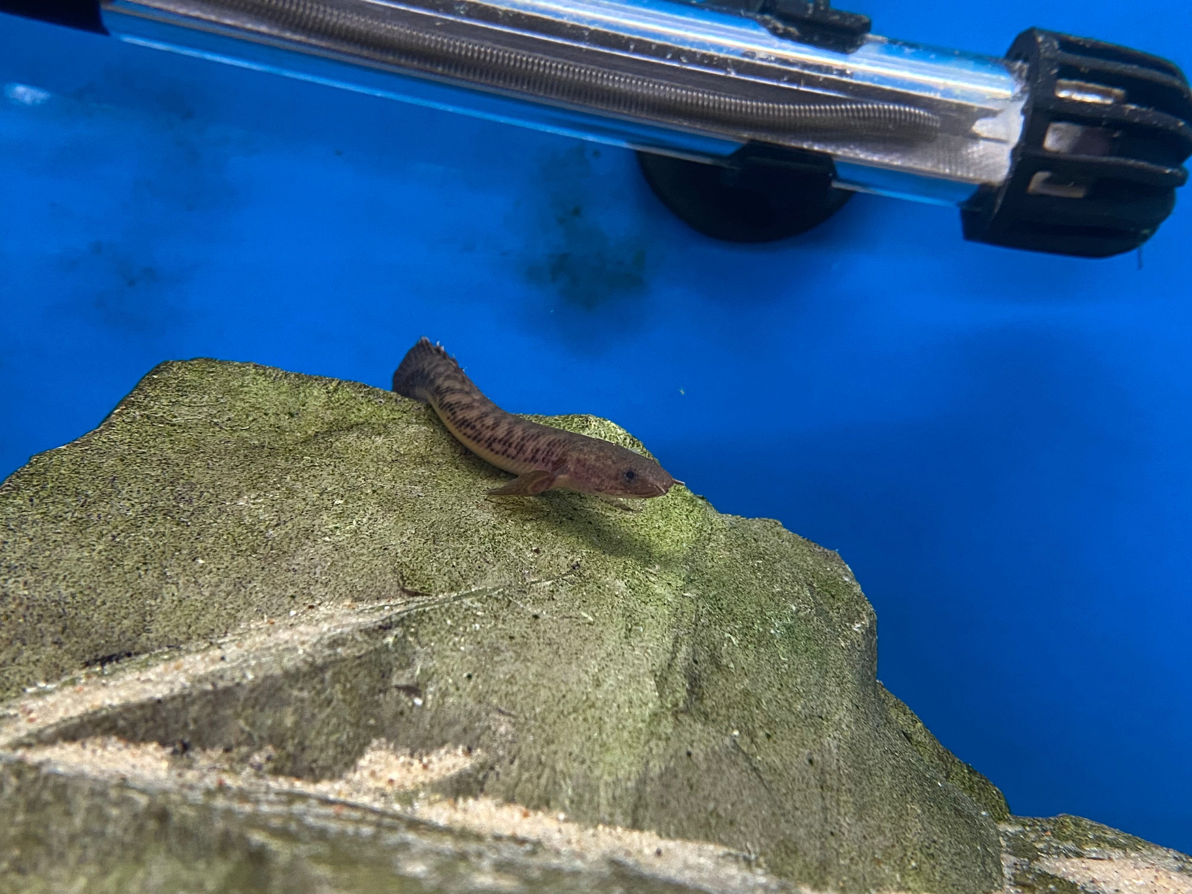 Bichir de Cross River
