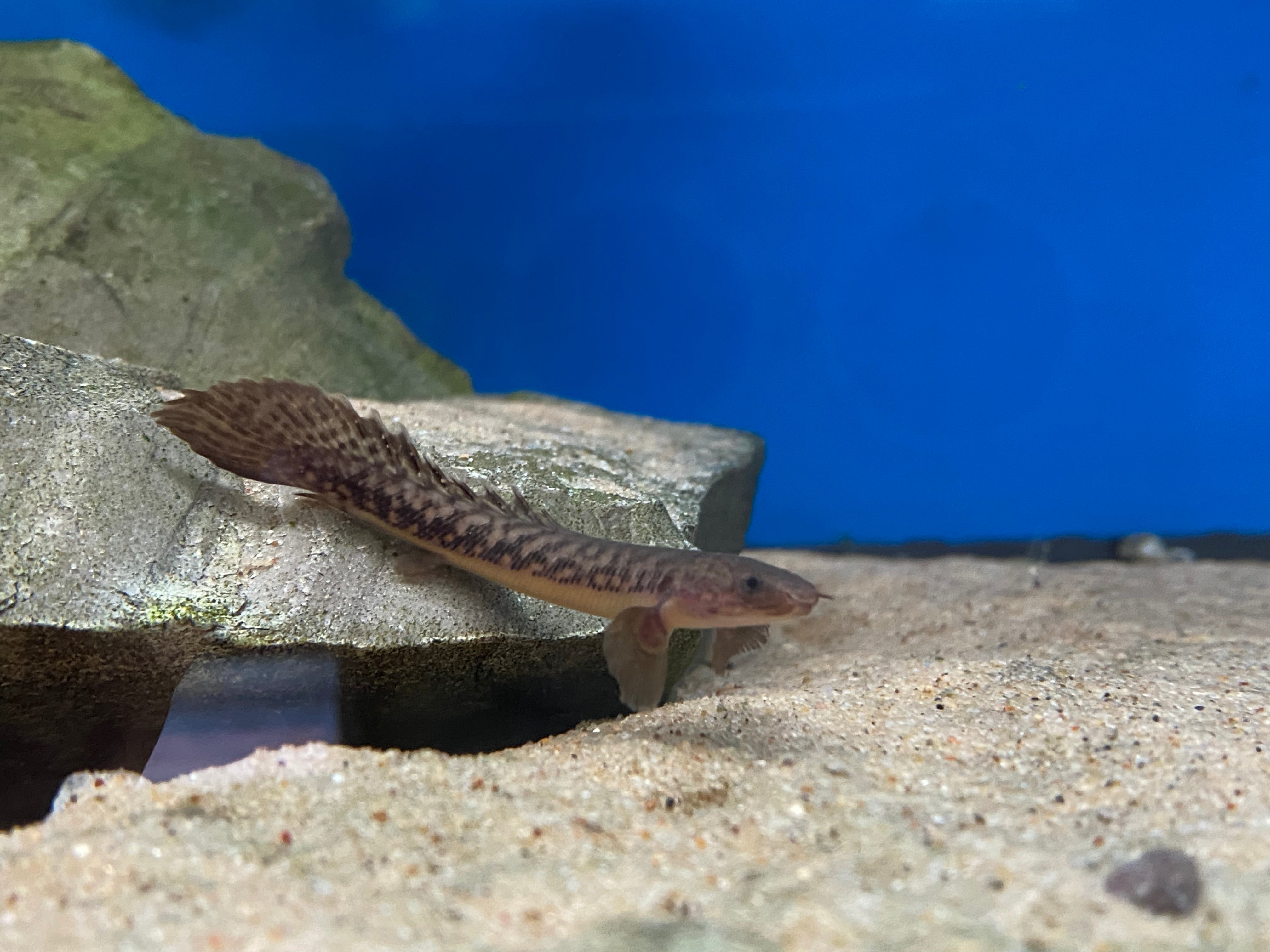 Bichir de Cross River