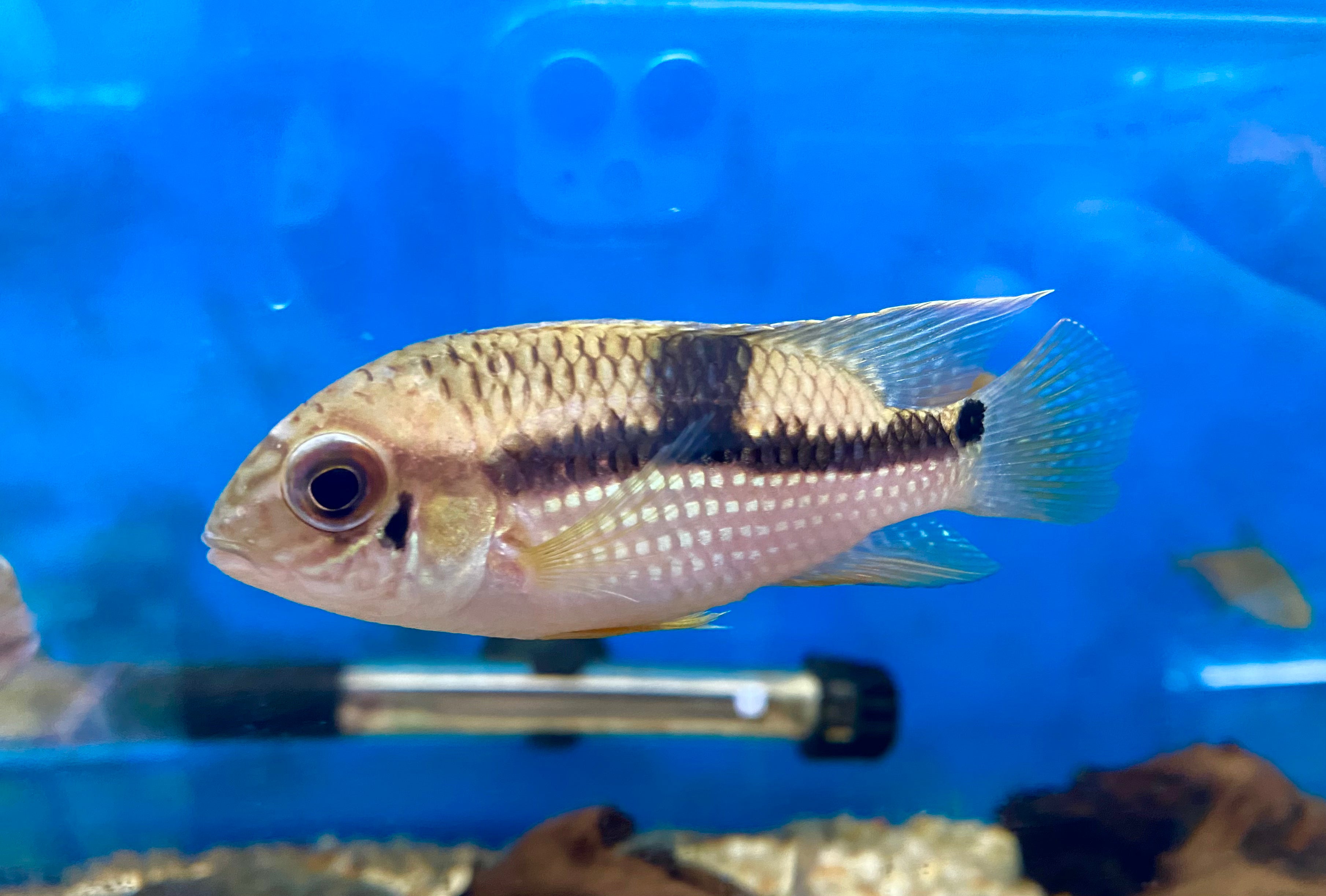 Royal Acara (A. diadema 'Rio Nanay')