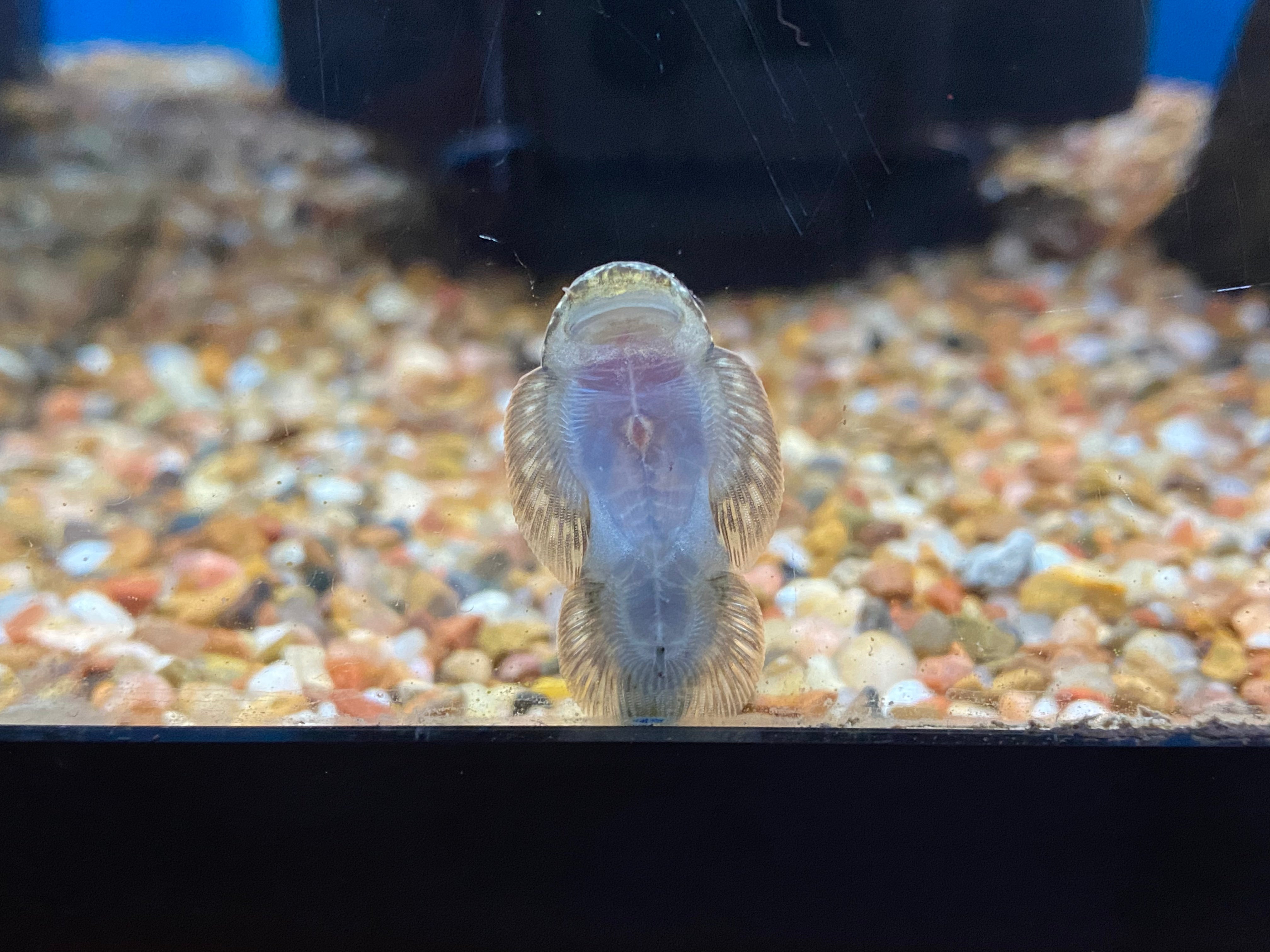 Spiny-Headed Hillstream Loach