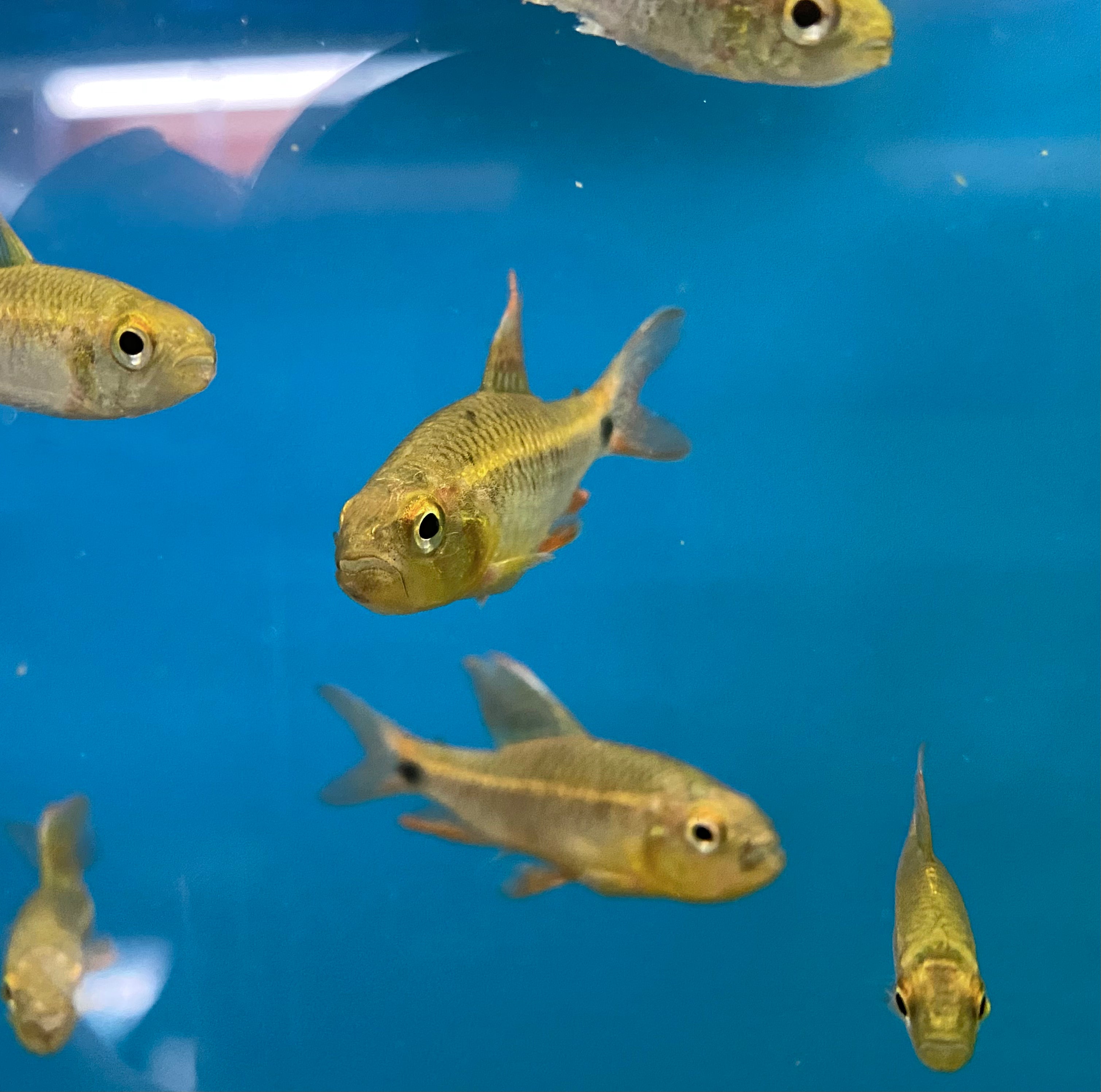 Sailfin Tetra