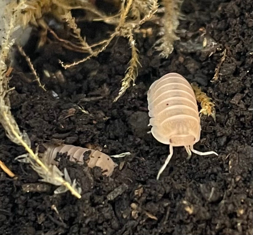 Cubaris murina 'Papaya' (Papaya Isopod)