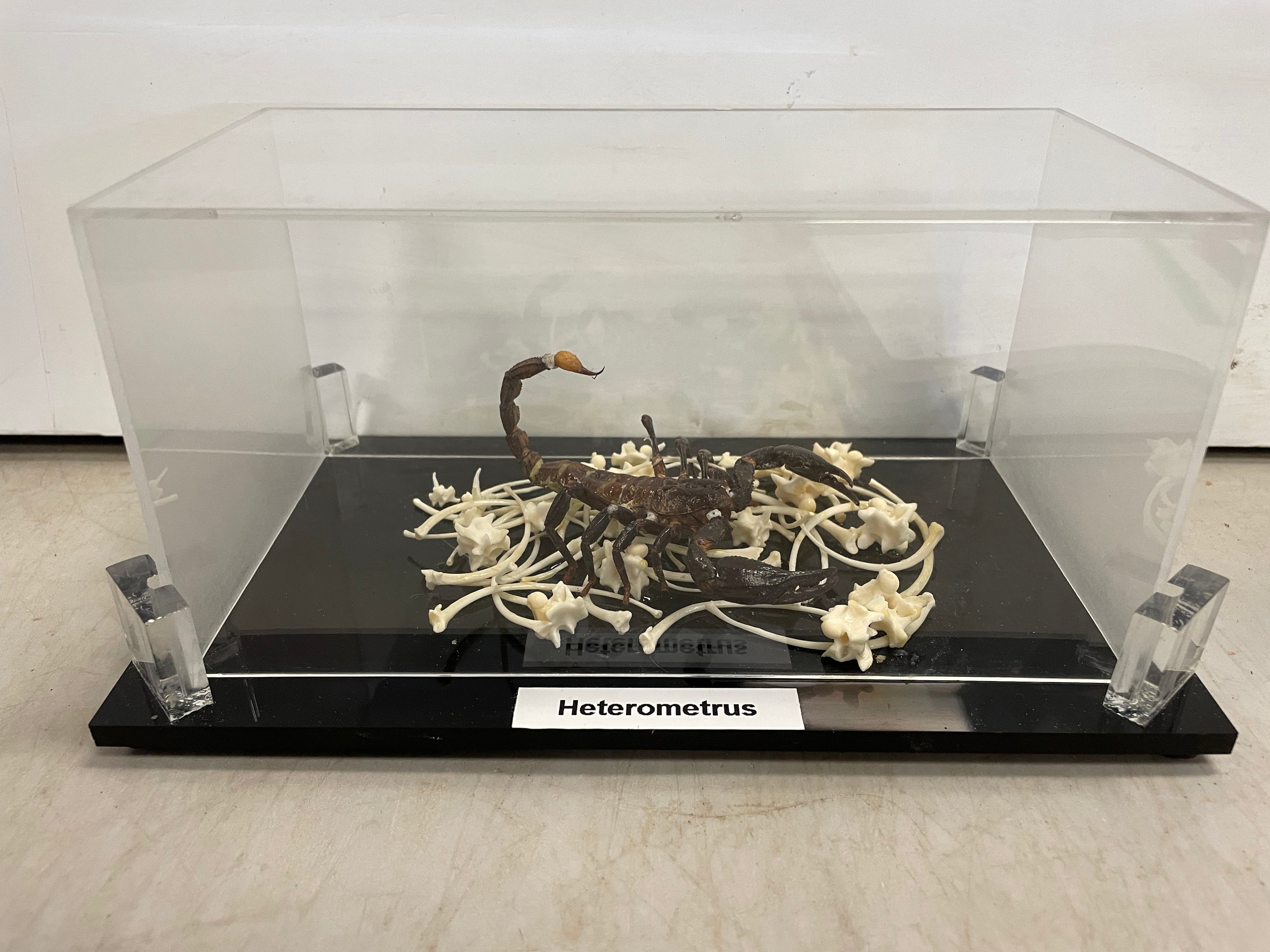 Asian Forest Scorpion Mounted Specimen