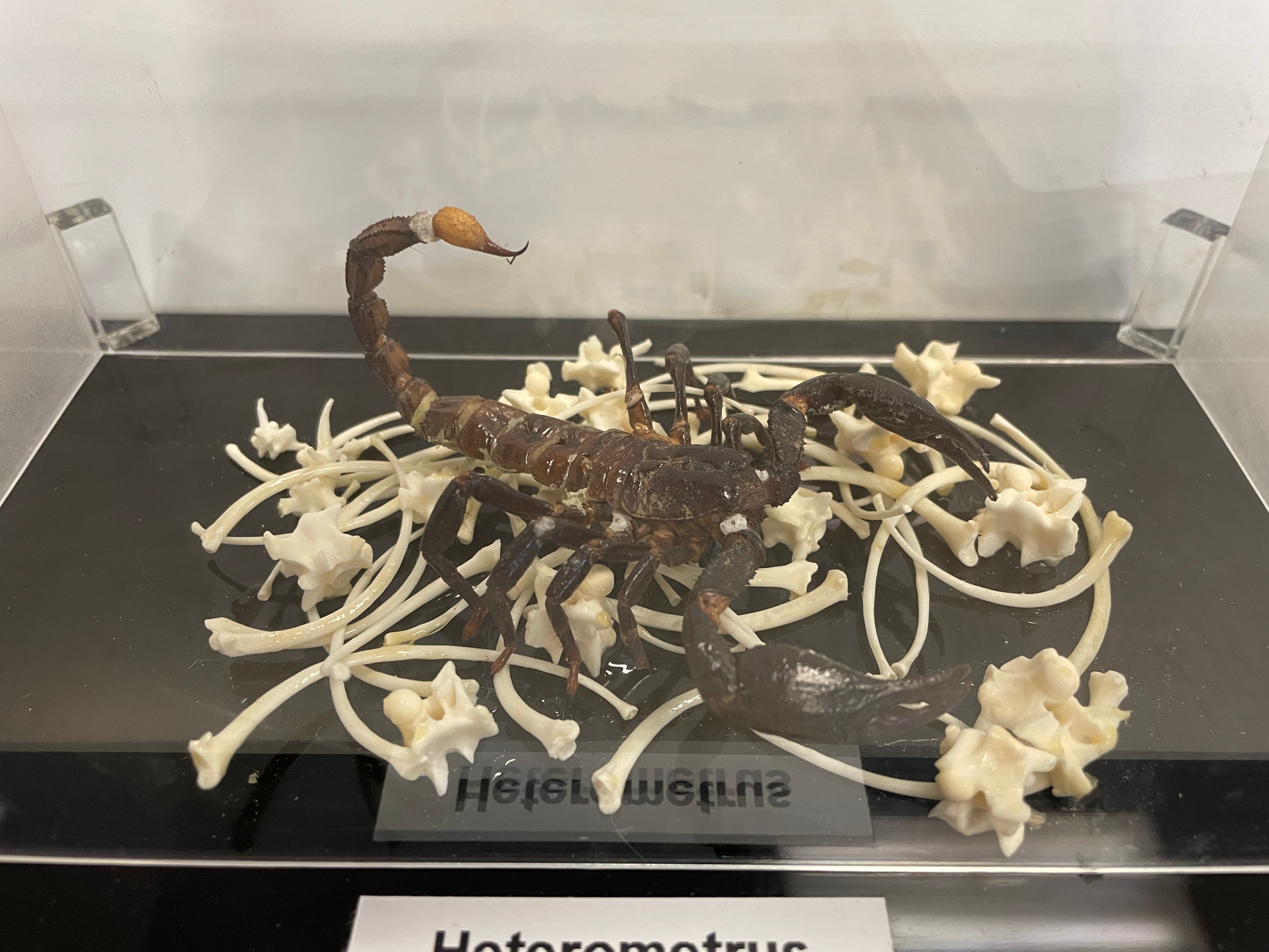 Asian Forest Scorpion Mounted Specimen
