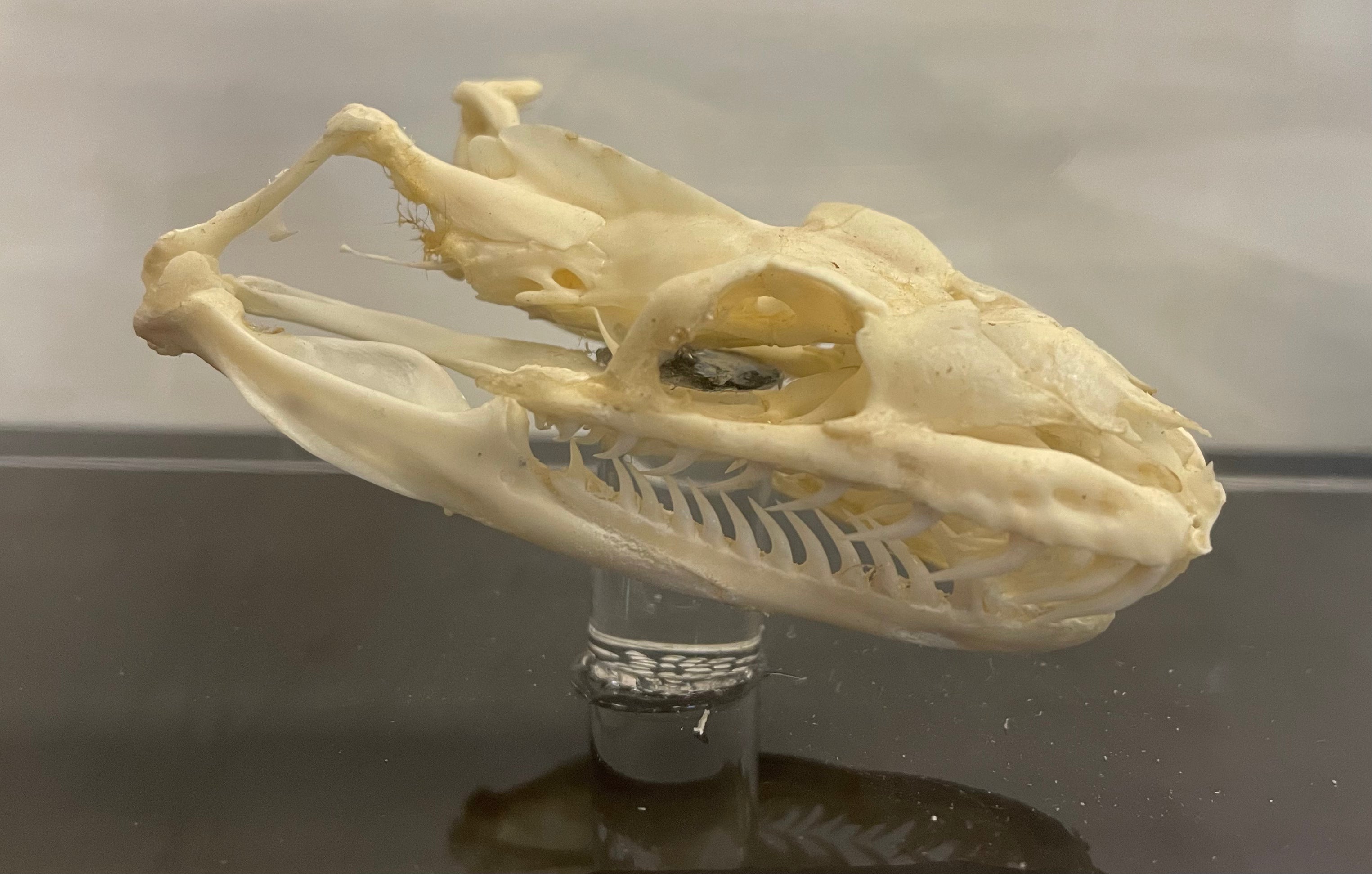 Boa Constrictor Imperator Skull