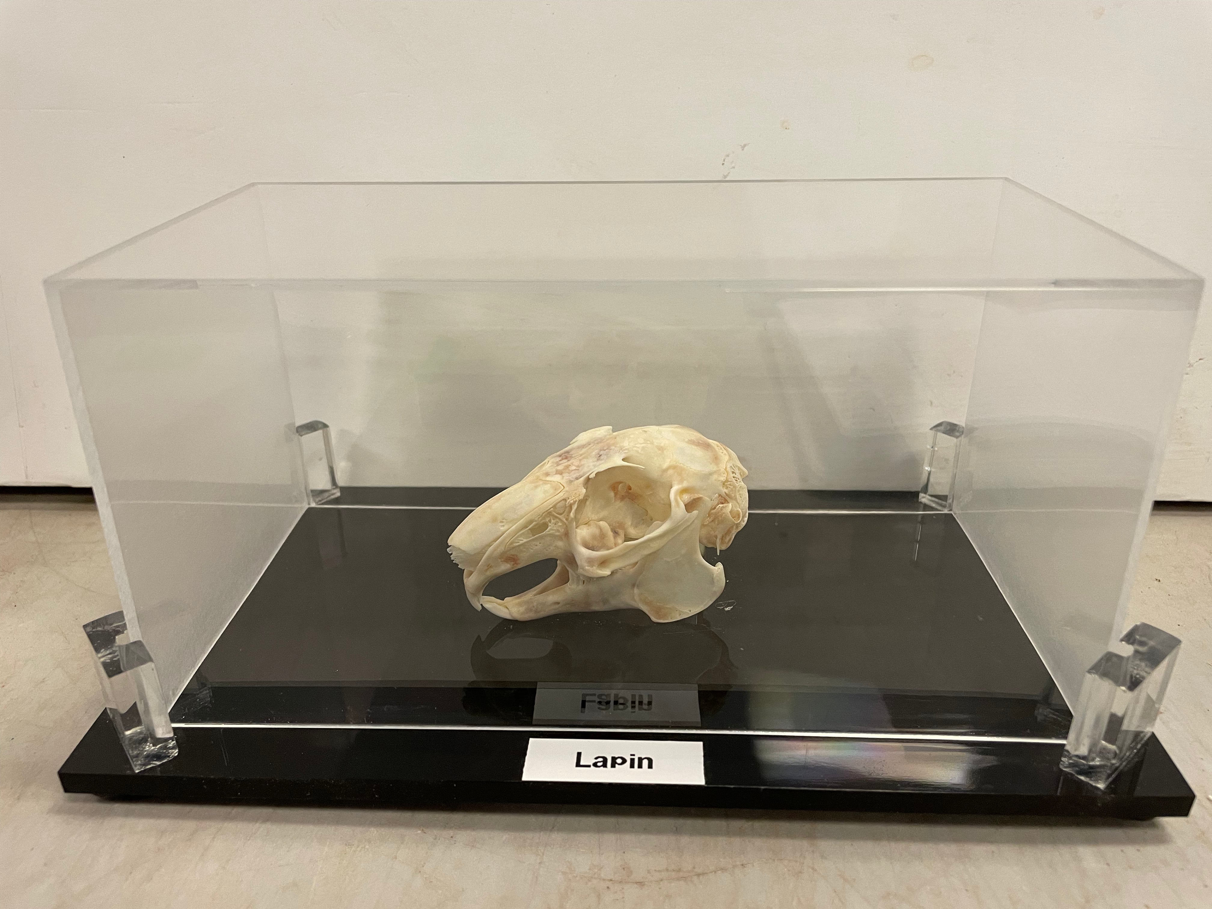 Rabbit Skull