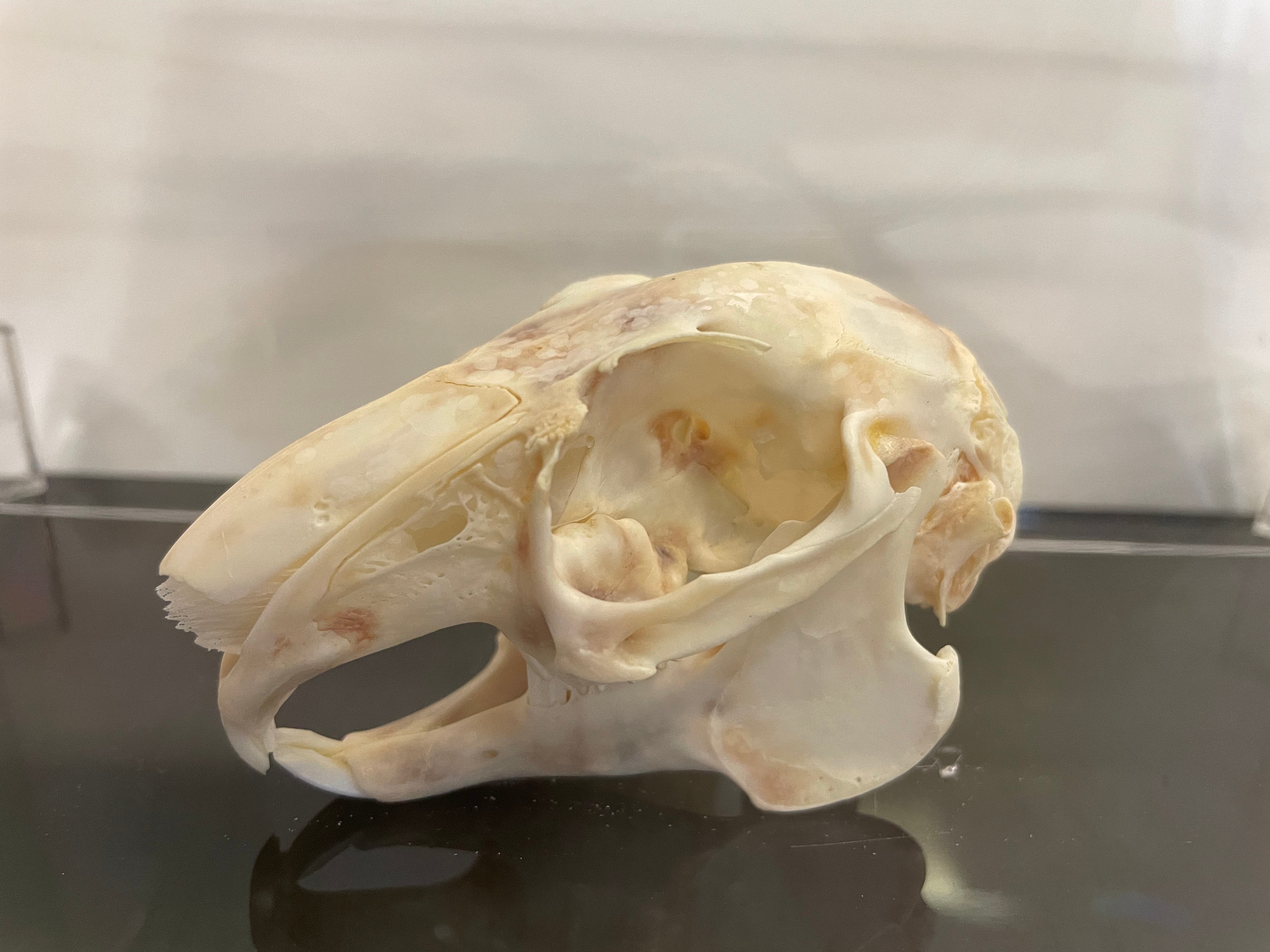 Rabbit Skull