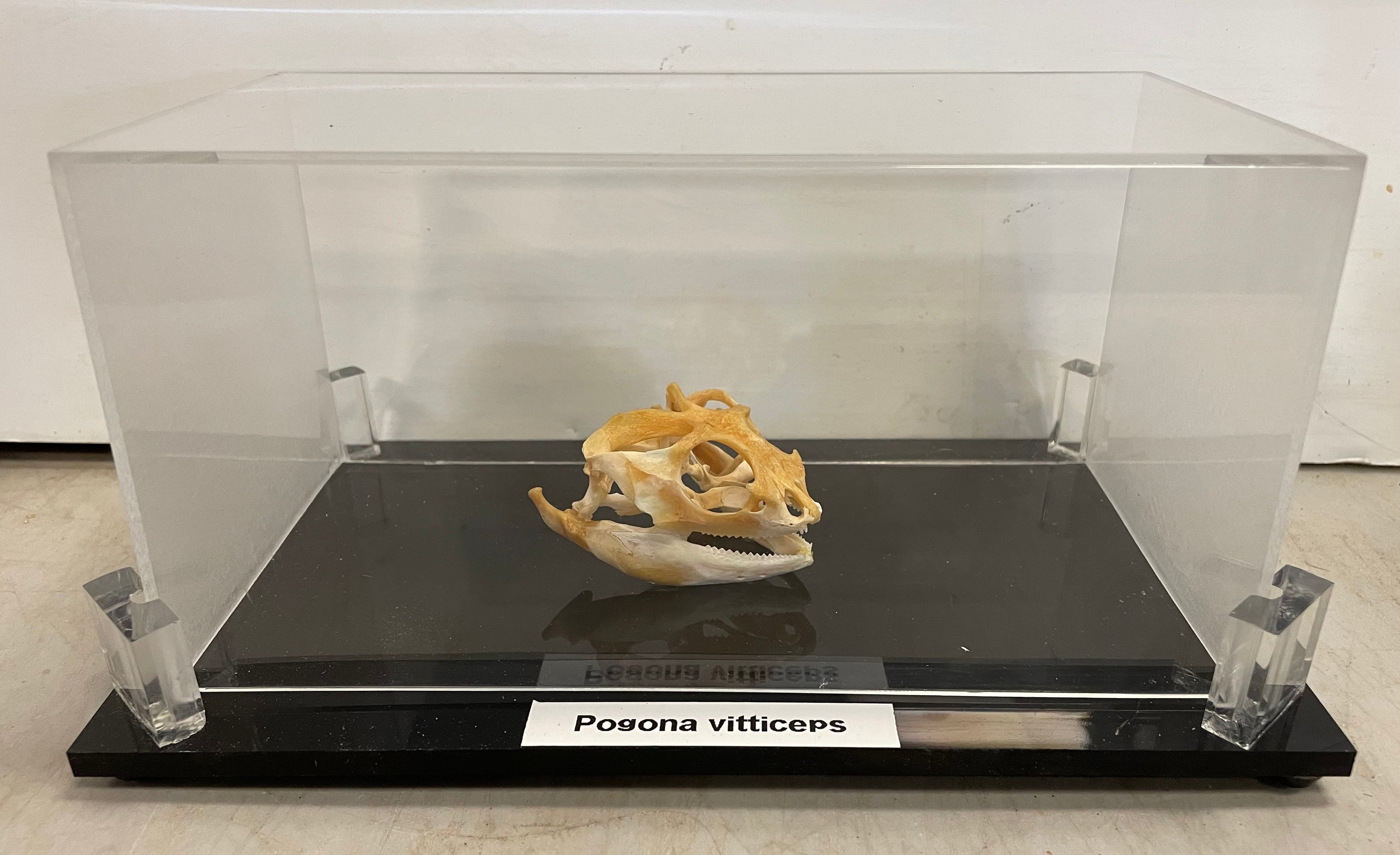 Bearded Dragon Skull