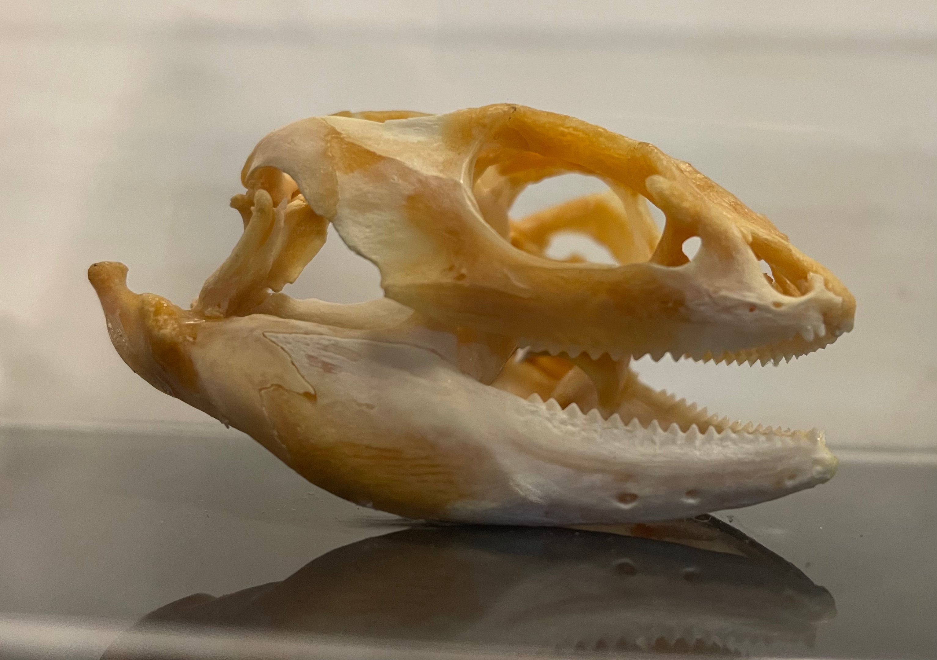 Bearded Dragon Skull