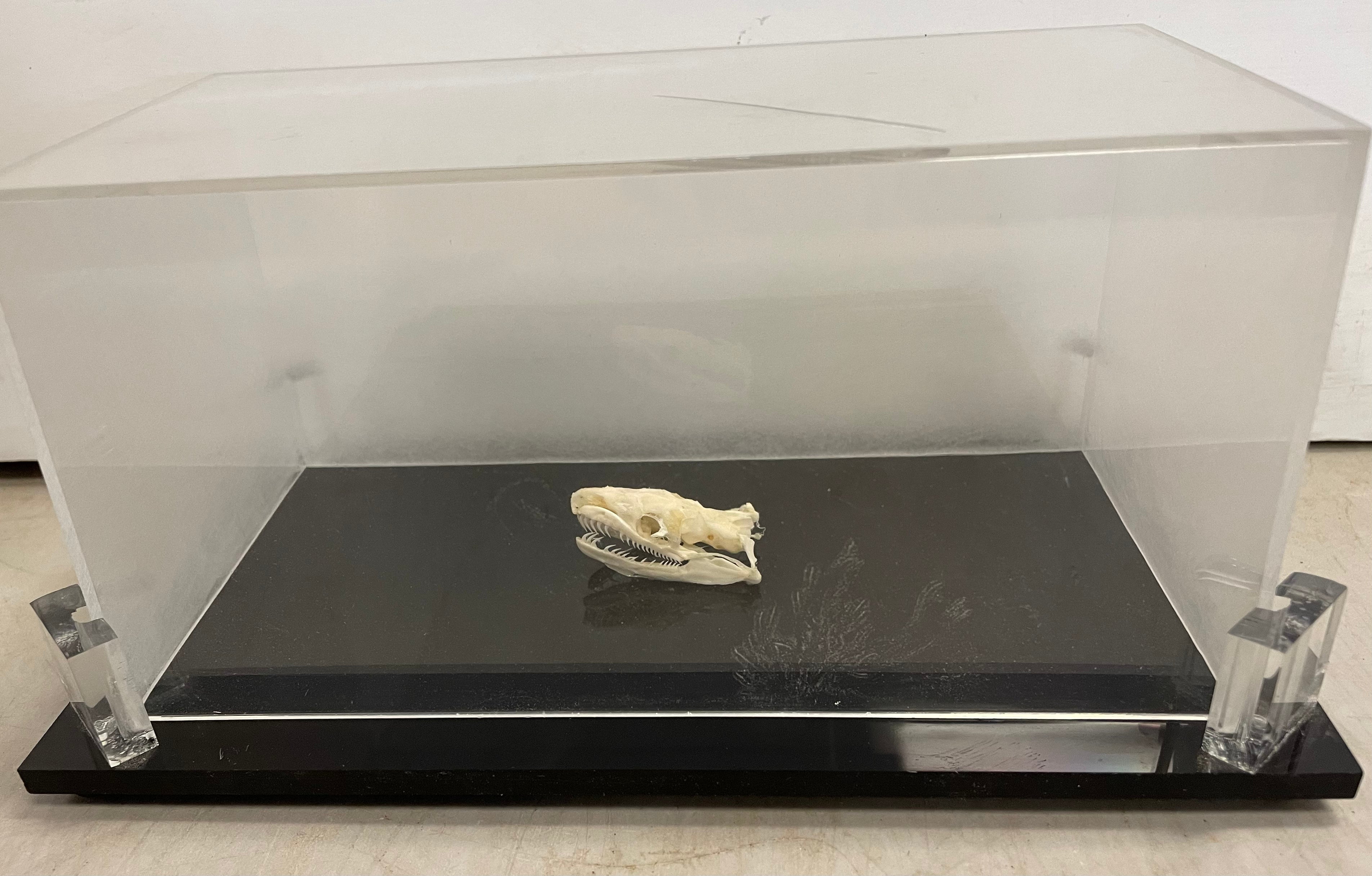 Ball Python Skull