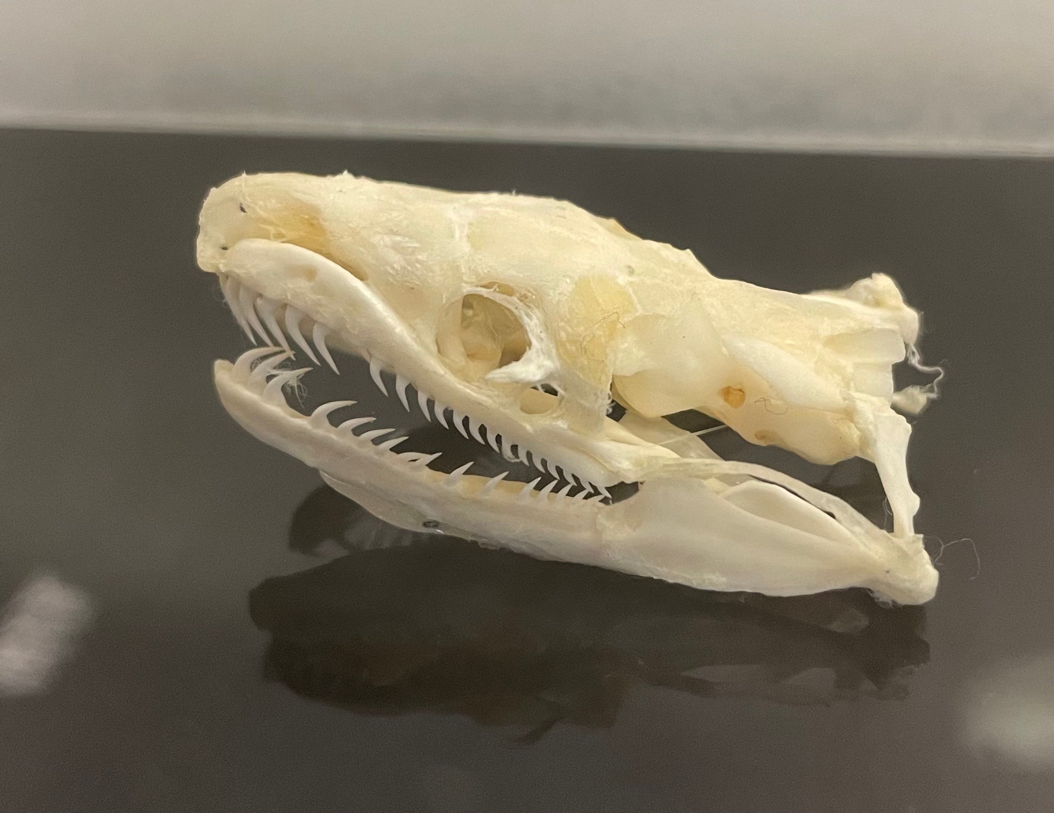 Ball Python Skull