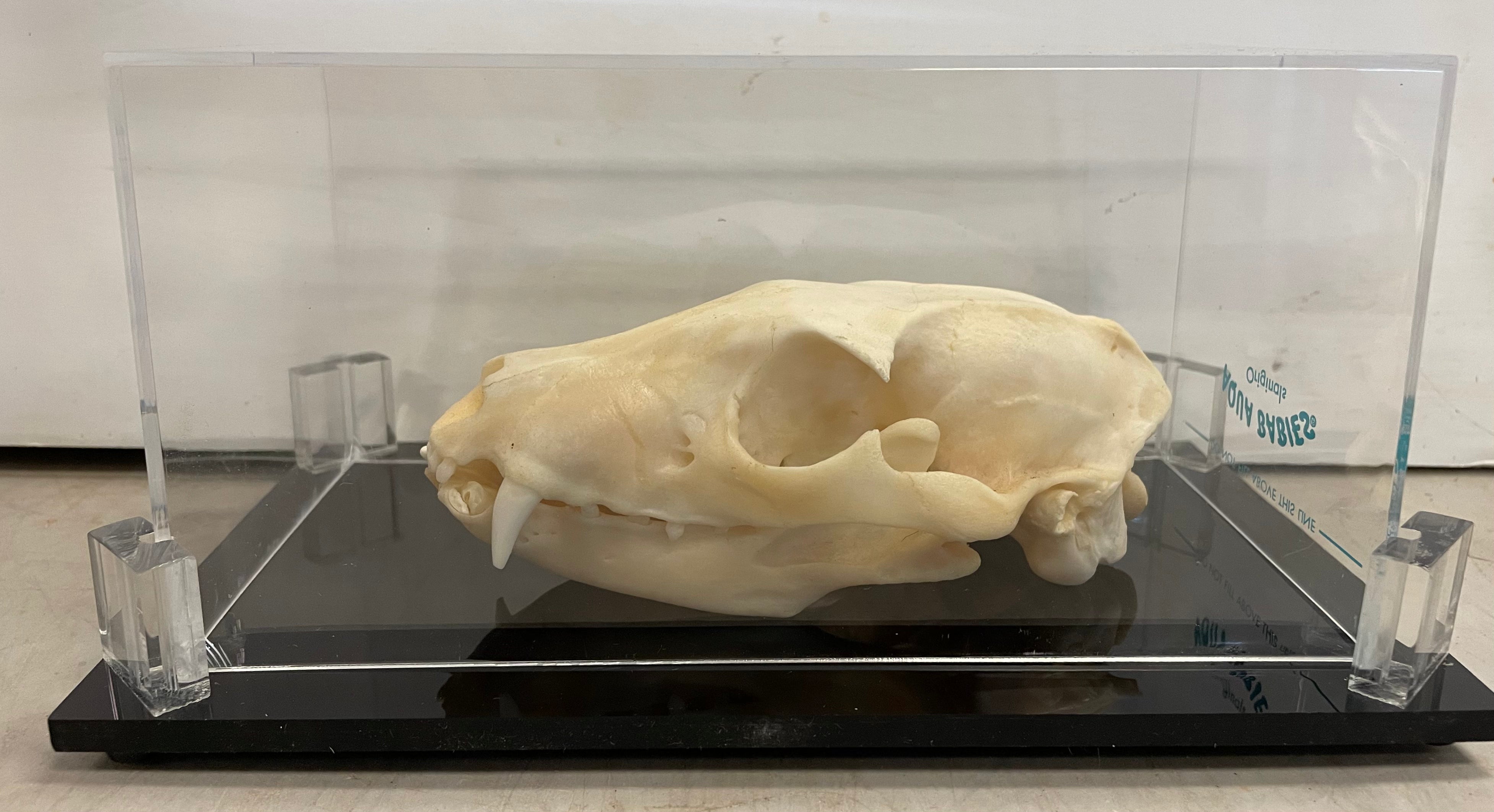 Aardwolf Skull