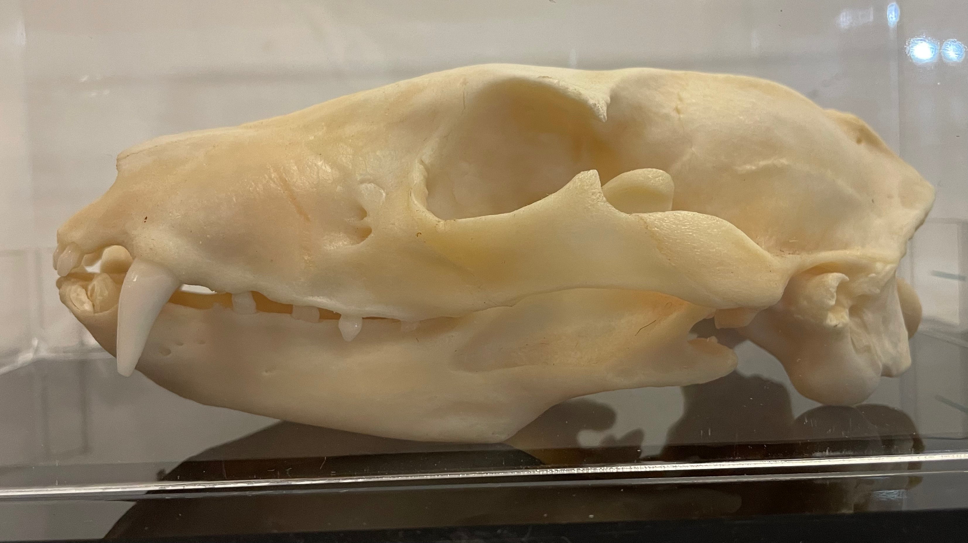 Aardwolf Skull