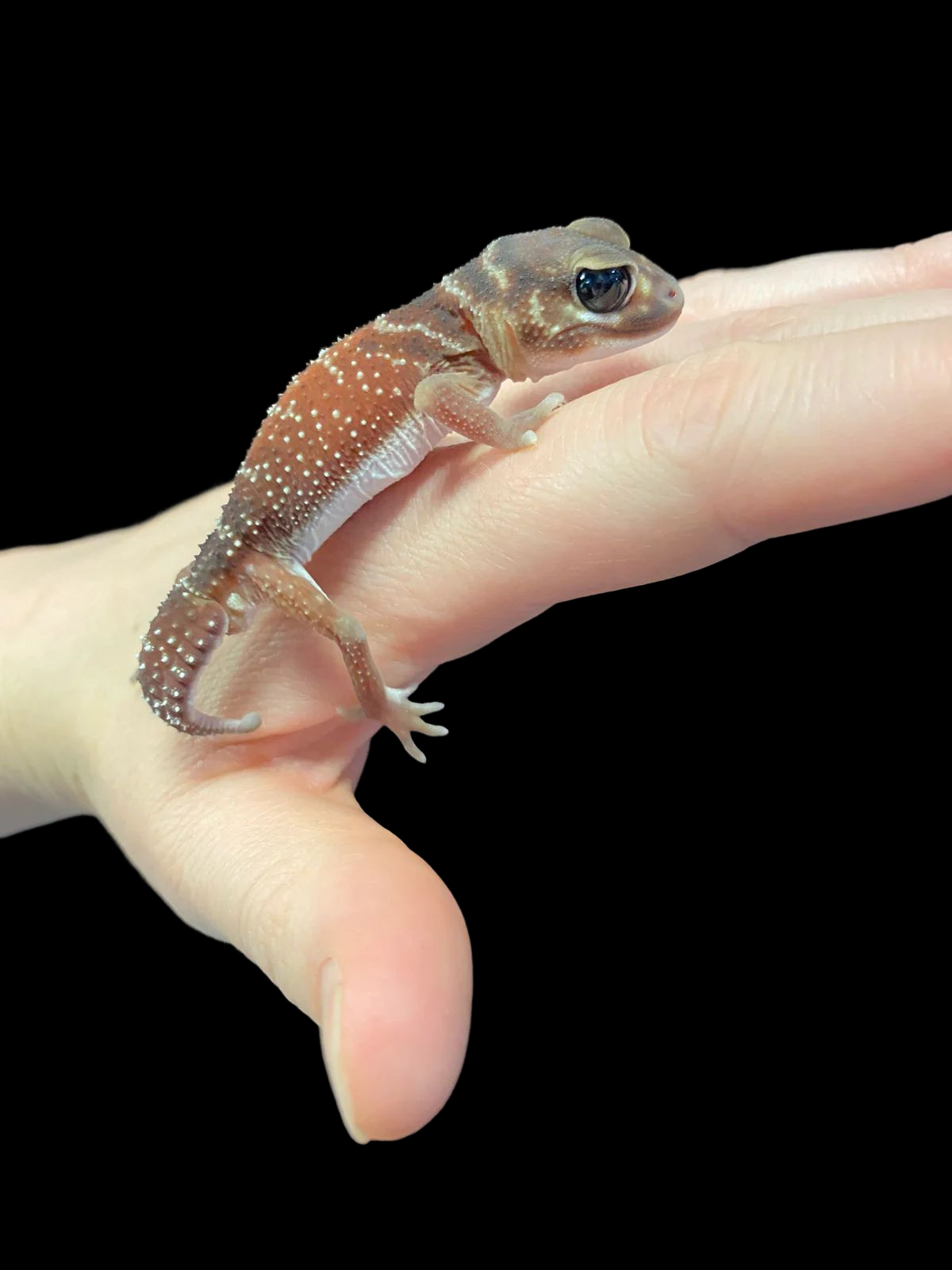Three Lined Knob Tail Gecko (Nephrurus levis levis) Male CBB