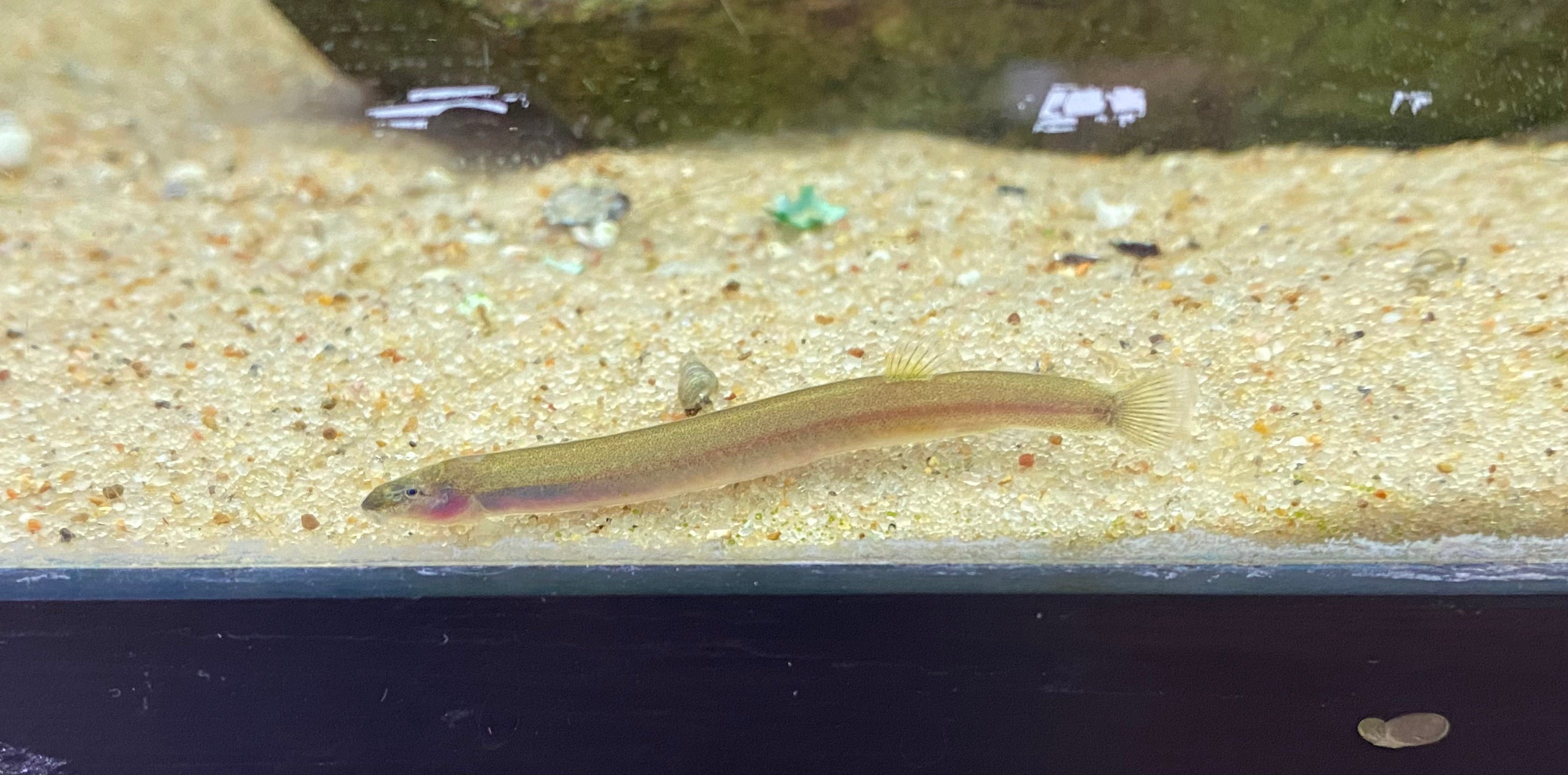 Loach fish hot sale care