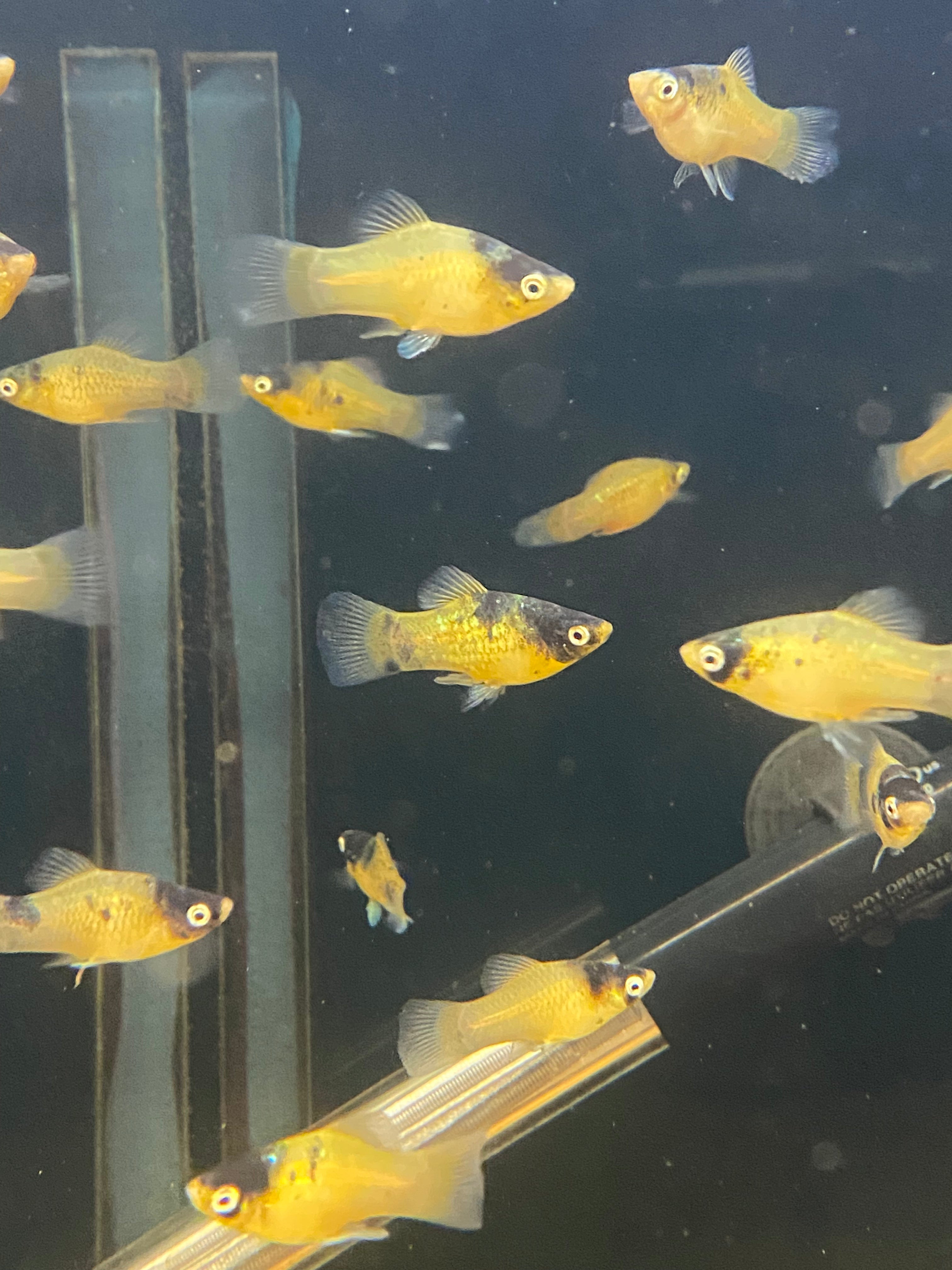 Bumblebee 2024 fish care