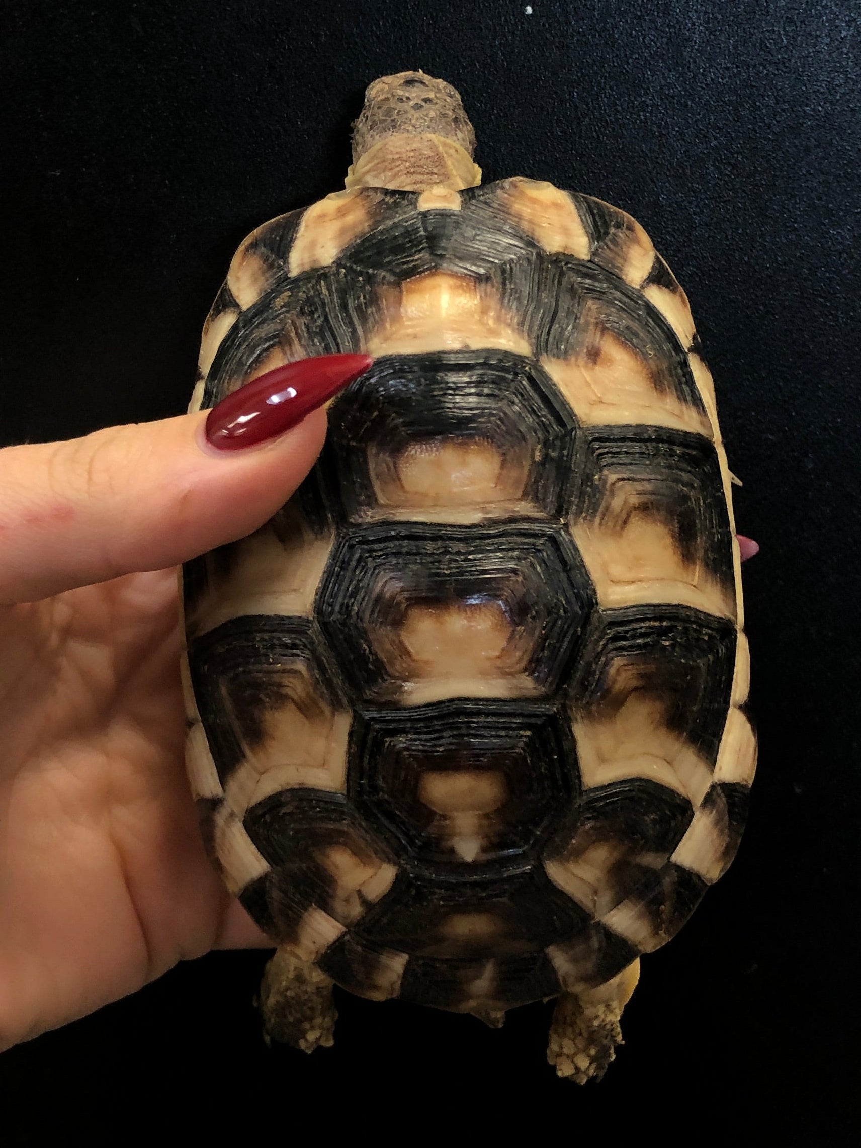 Marginated Tortoise (Testudo marginata)