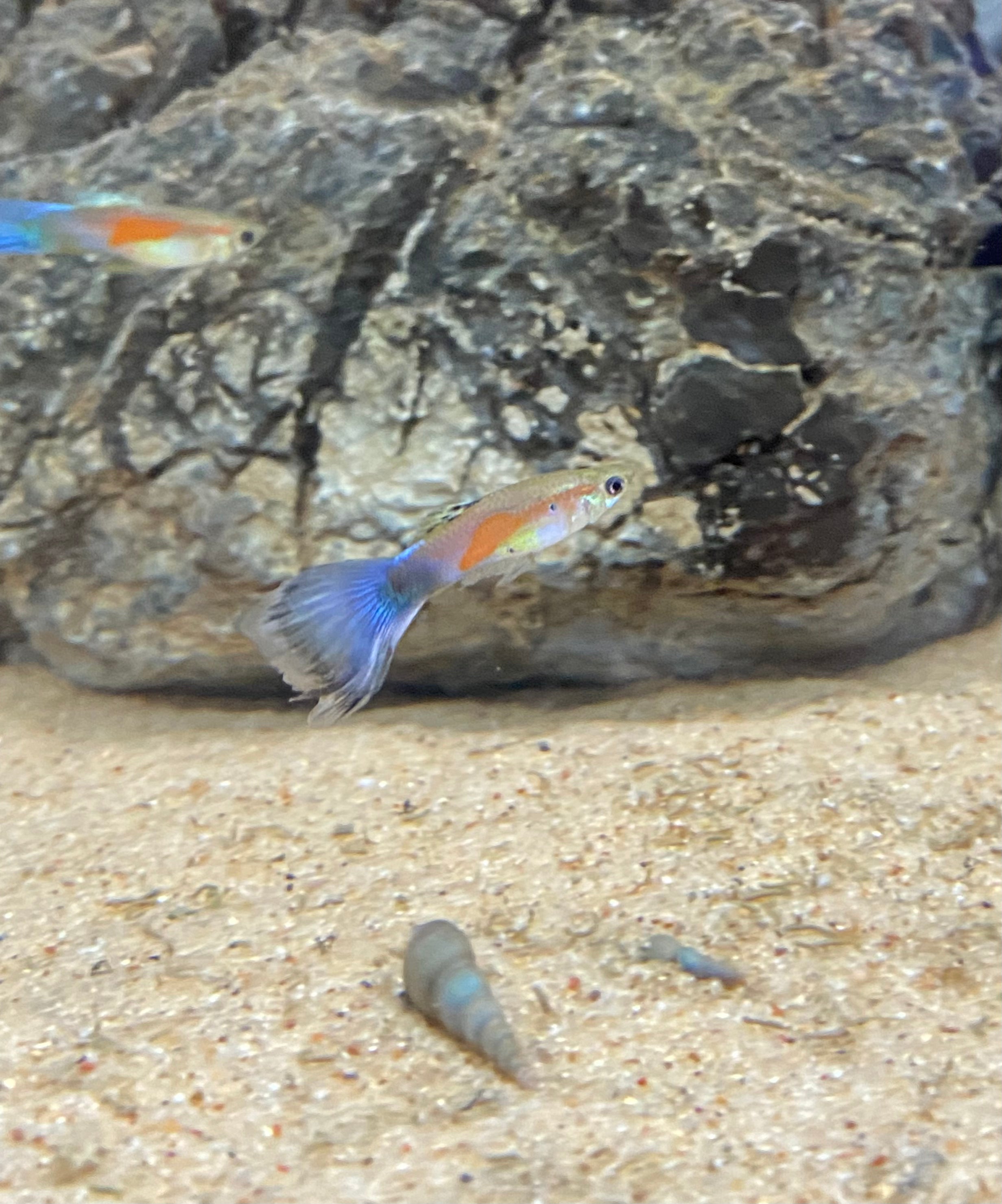 Guppy arc-en-ciel bleu