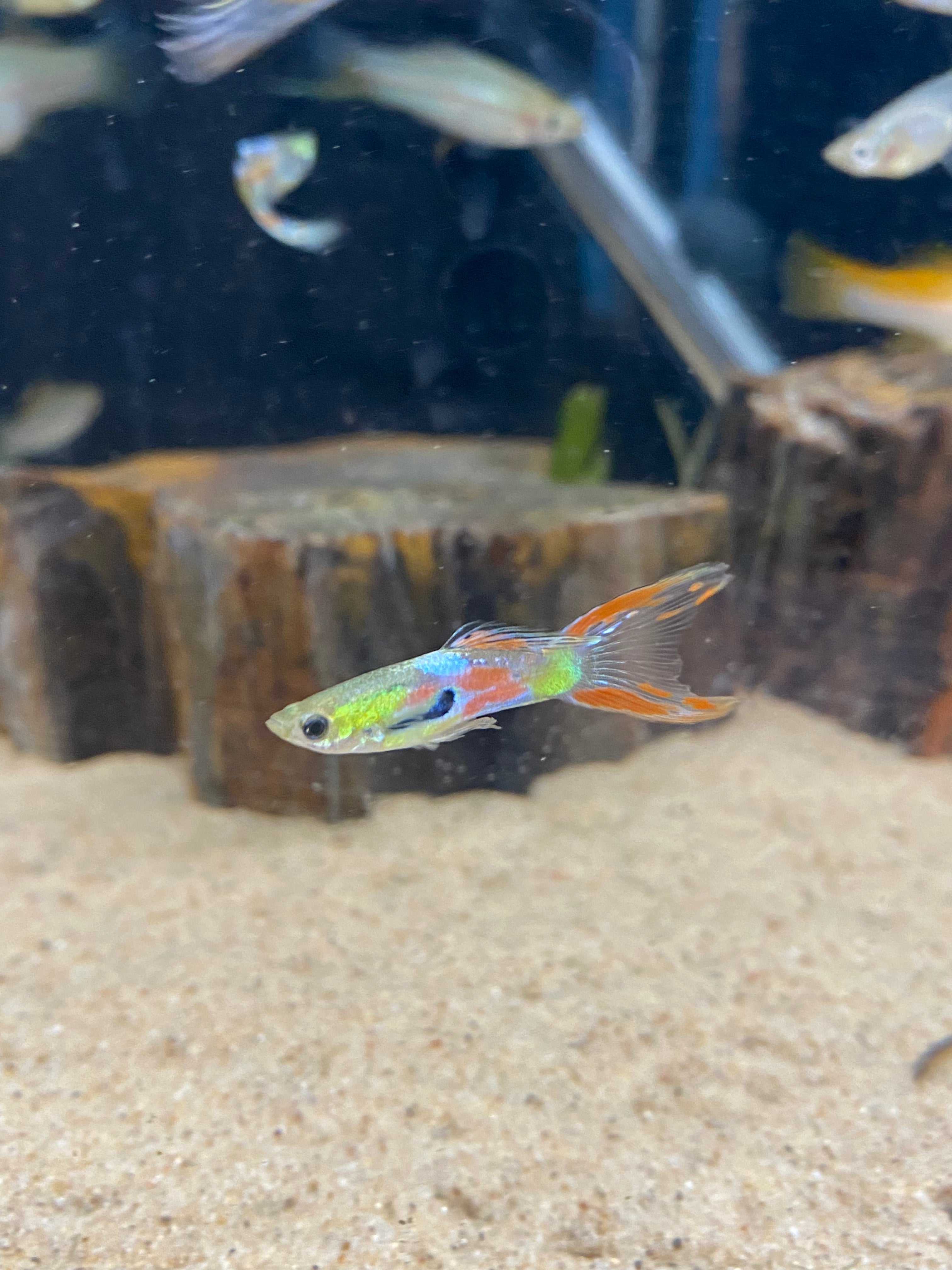 Neon Lyretail Guppy