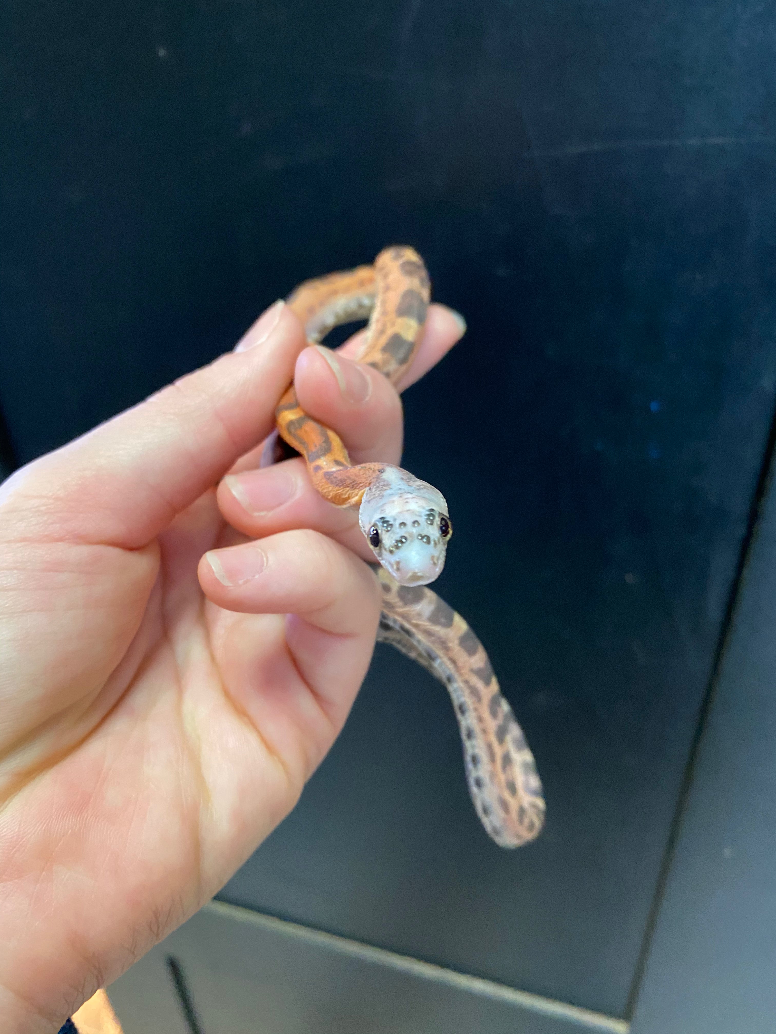 Texas Ratsnake (Pantherophis obsoletus lindheimeri) (Scaleless)