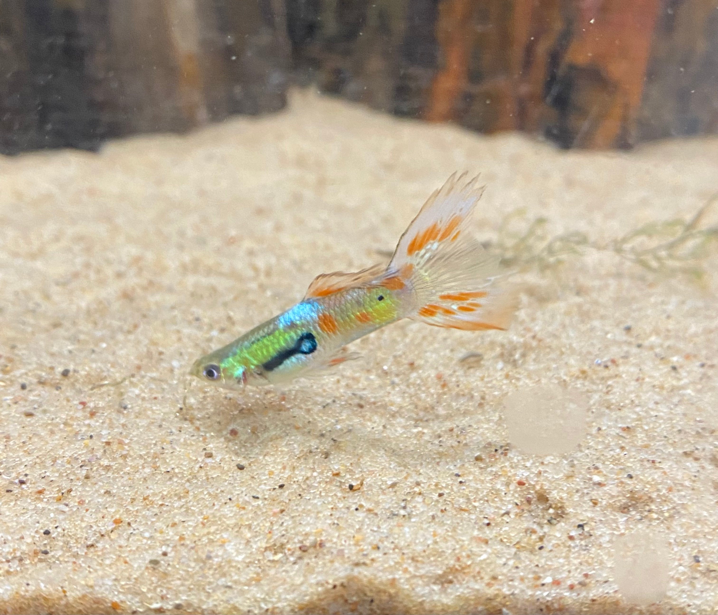 Neon Lyretail Guppy