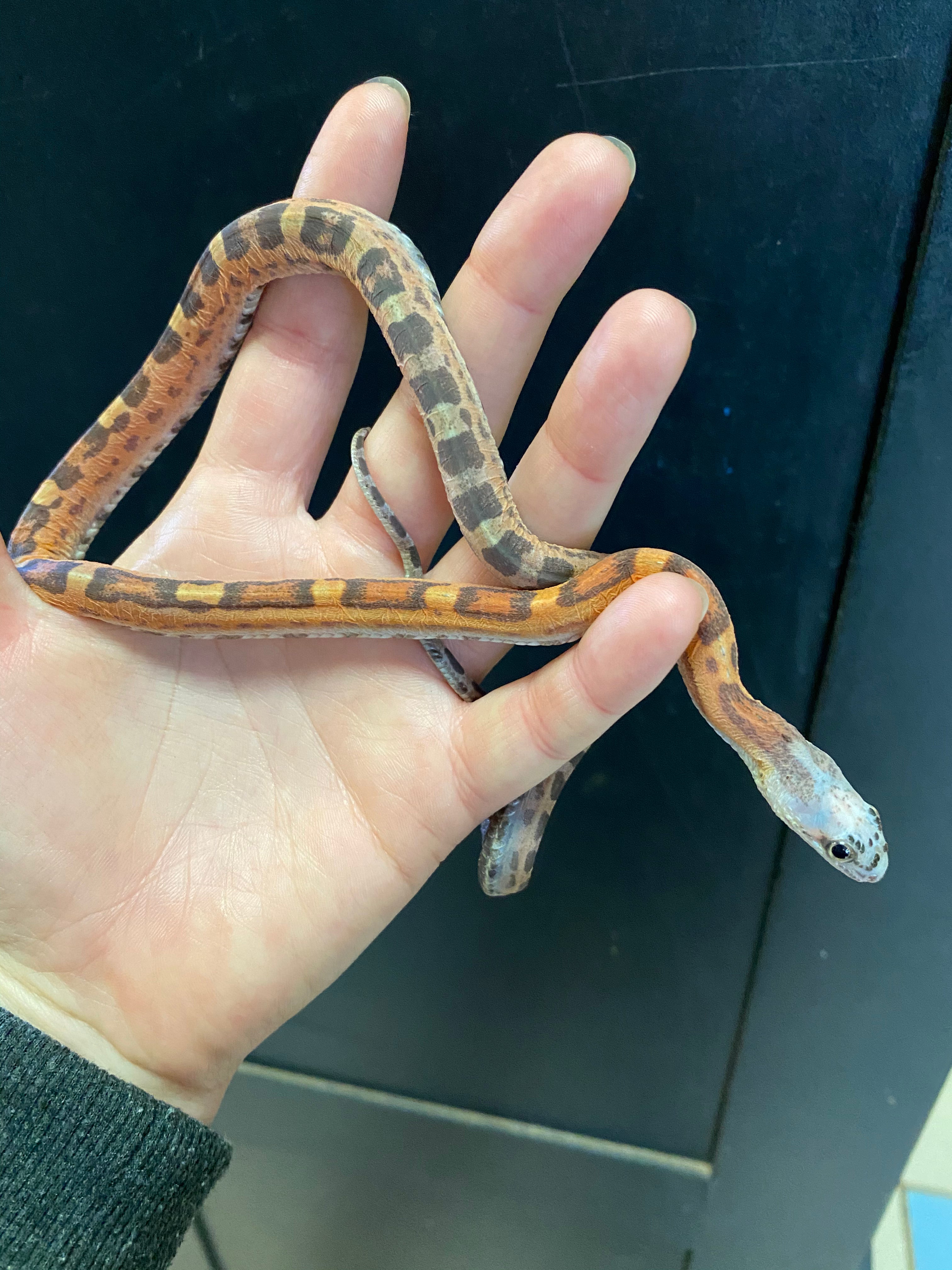 Texas Ratsnake (Scaleless)