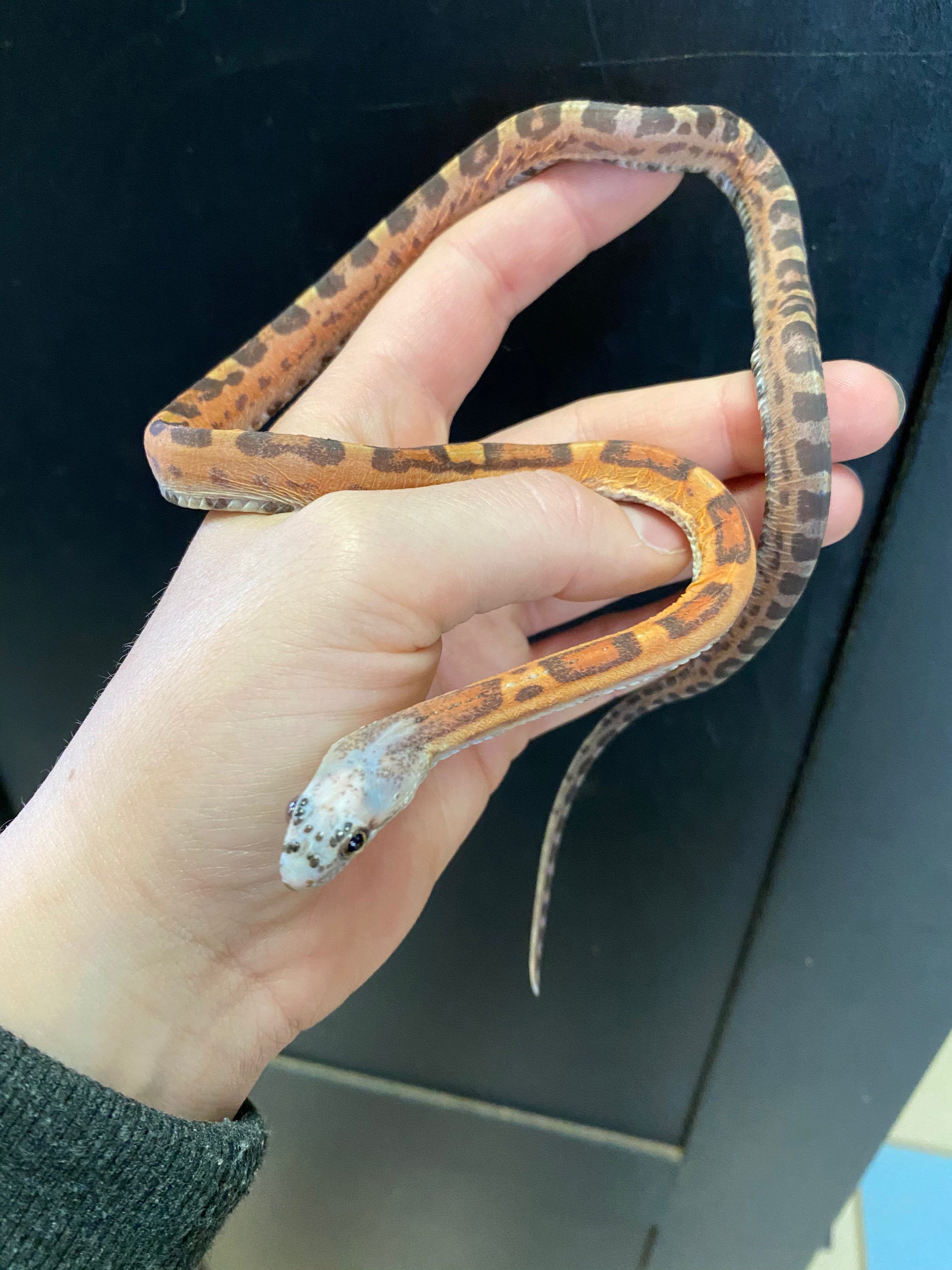 Texas Ratsnake (Scaleless)