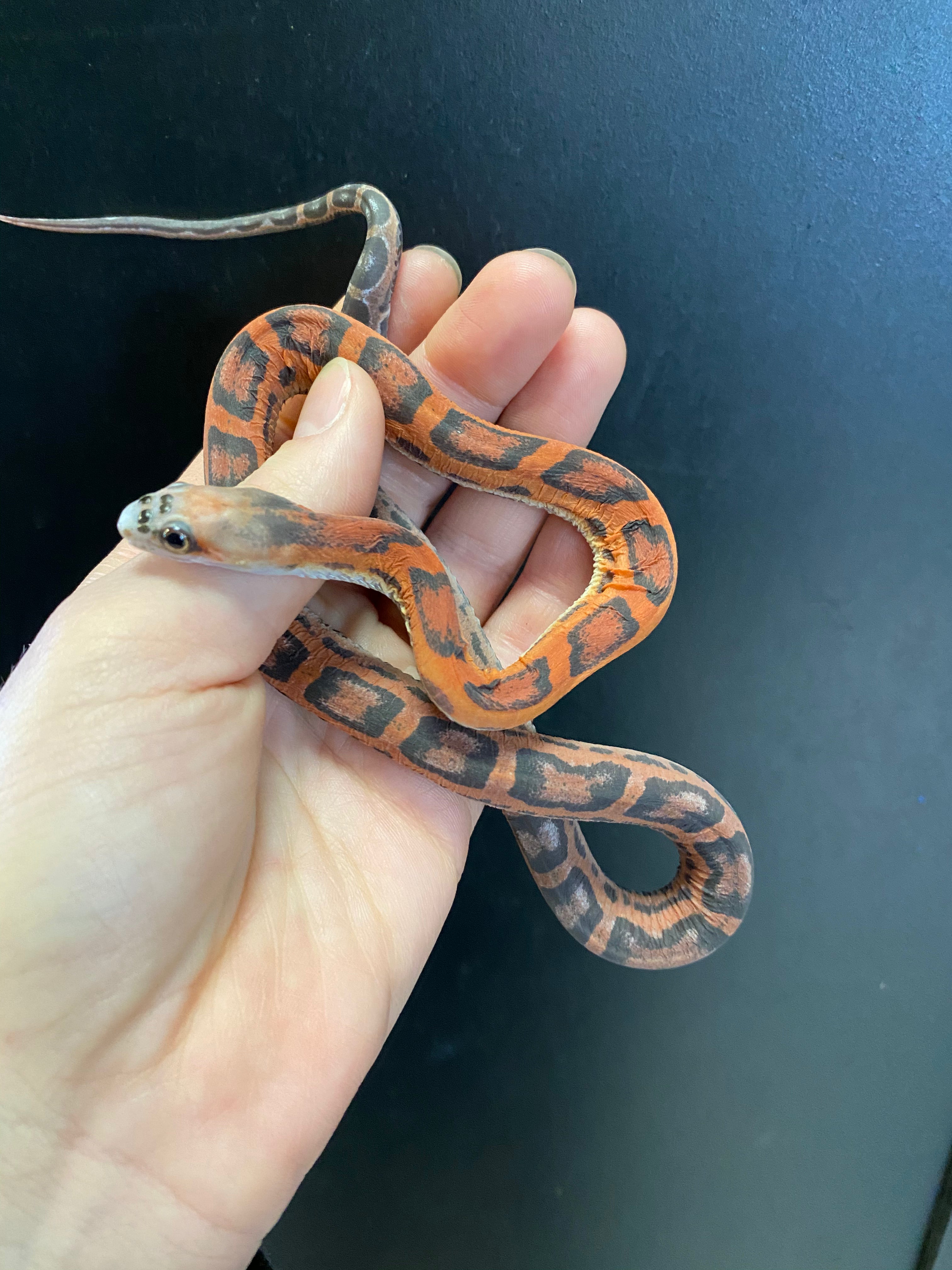 Texas Ratsnake (Pantherophis obsoletus lindheimeri) (Scaleless)