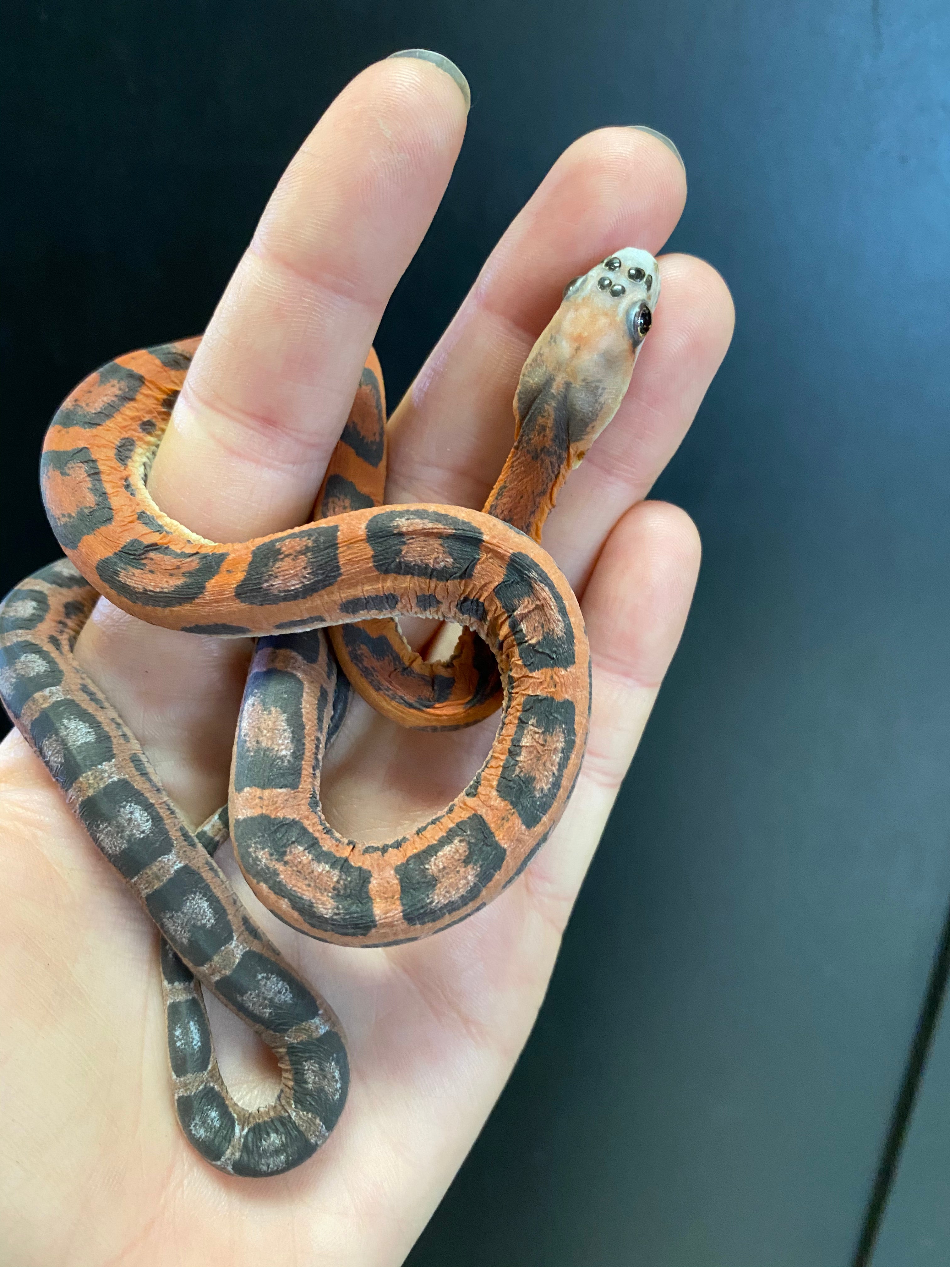 Texas Ratsnake (Scaleless)