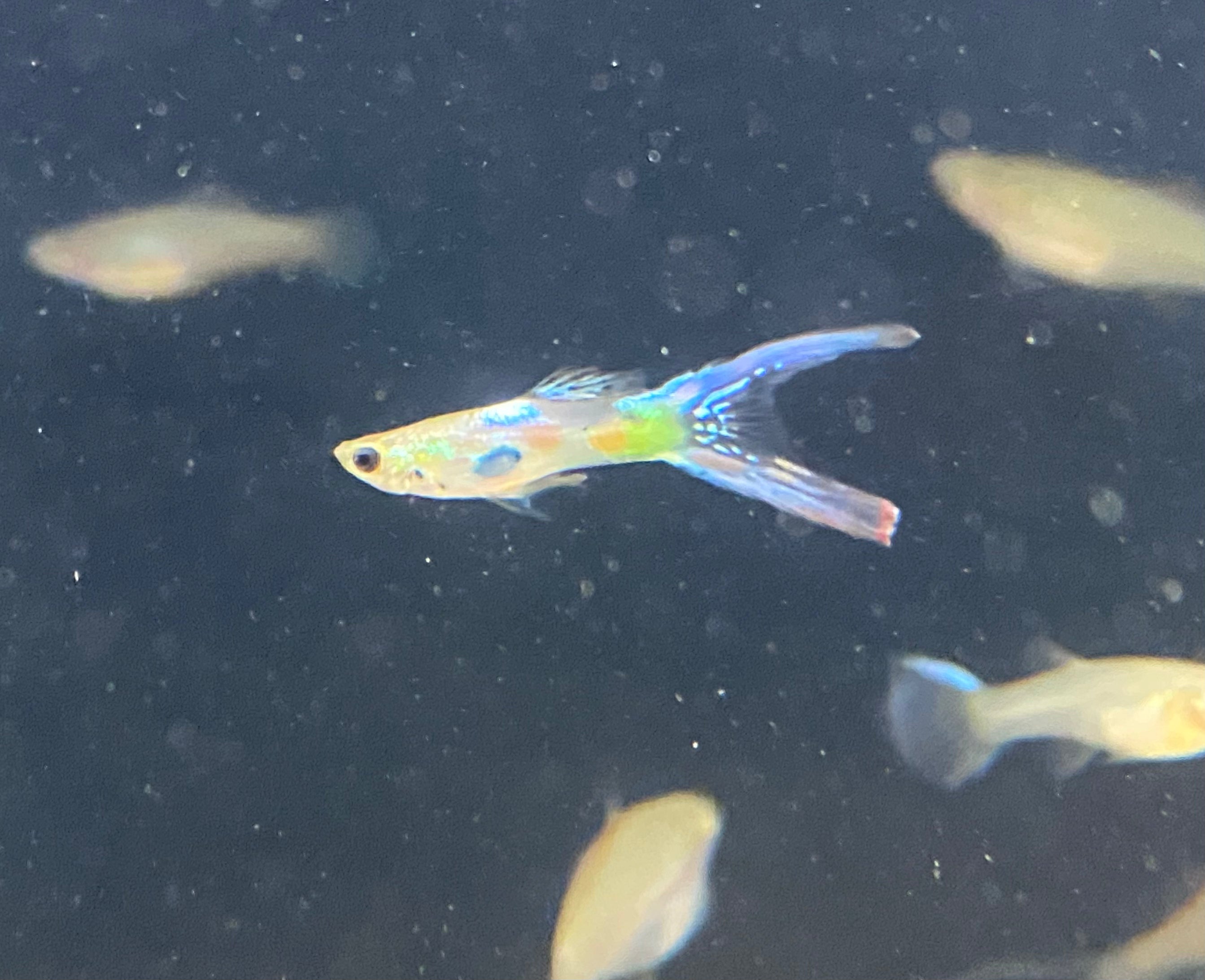 Neon Lyretail Guppy