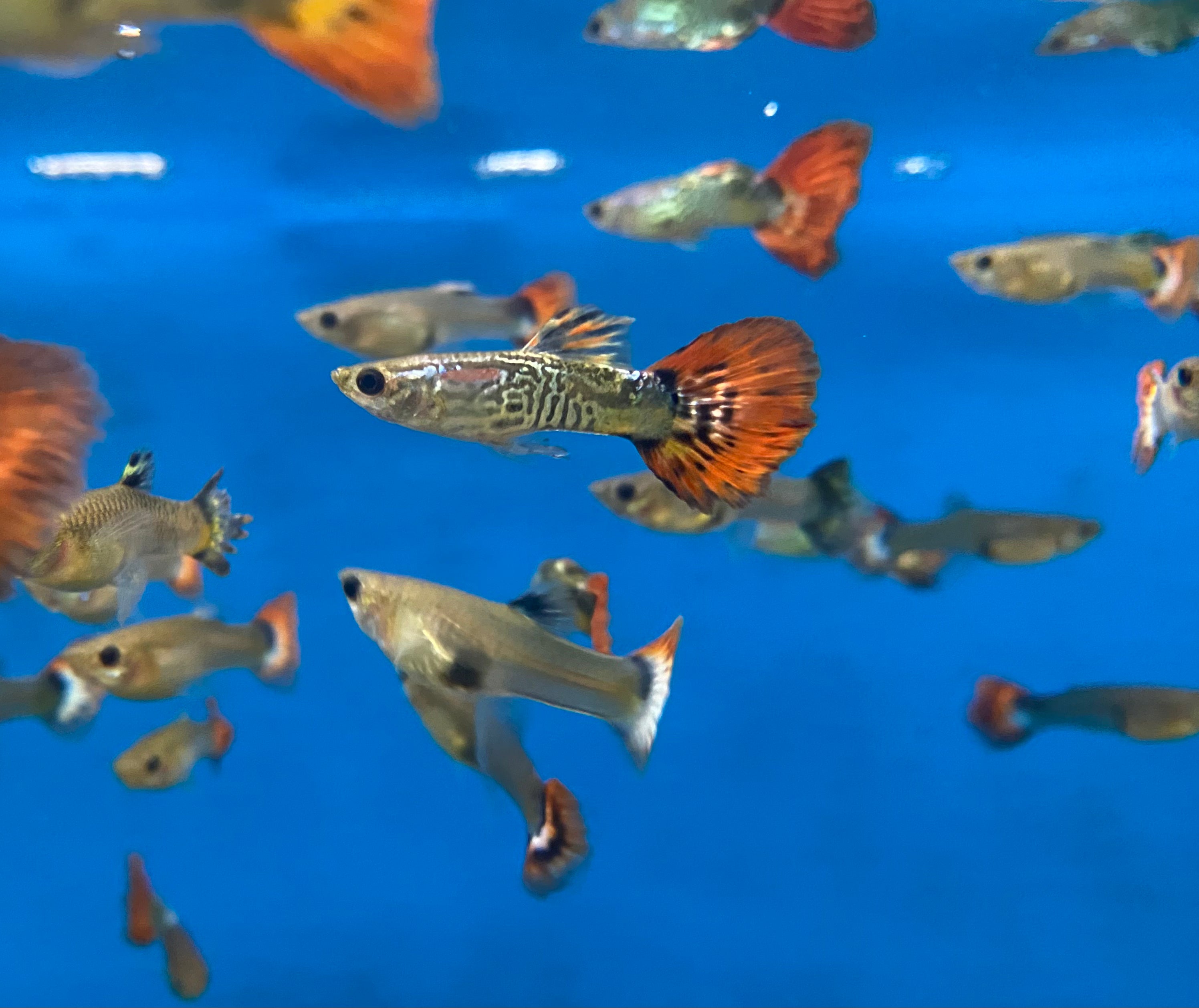 Colour sales fish guppy