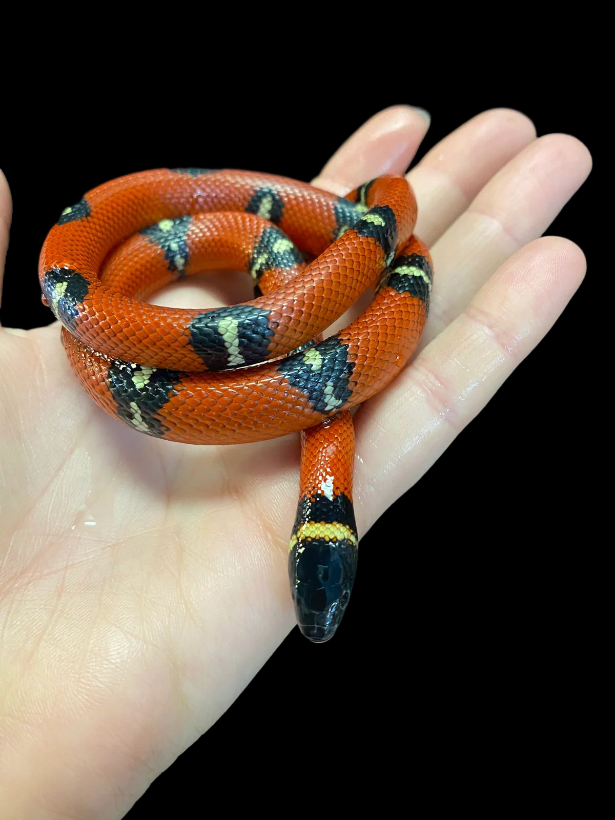Couleuvre tachetée de Sinaloa (normale)