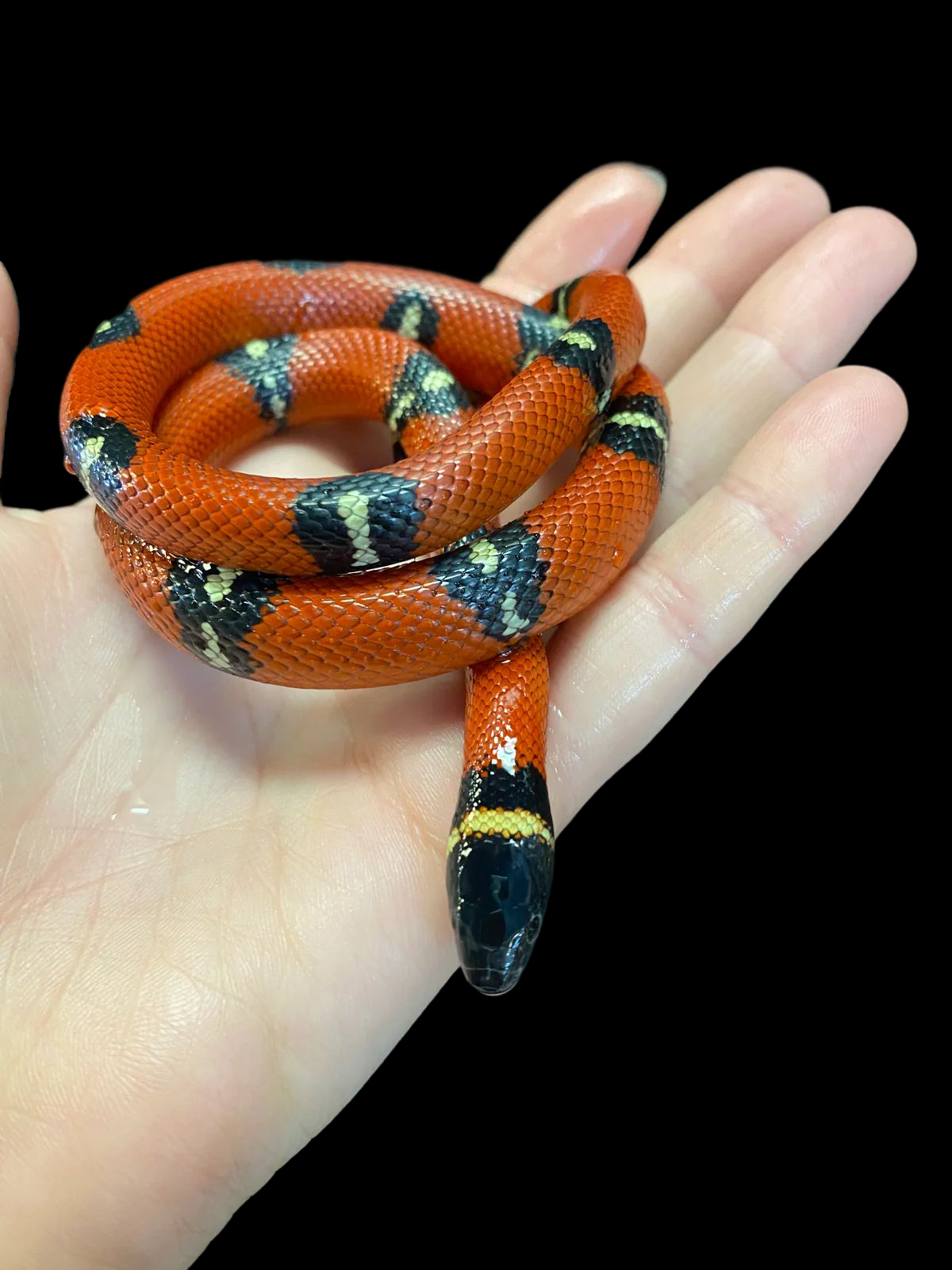 Sinaloan Milk Snake (Normal) CBB