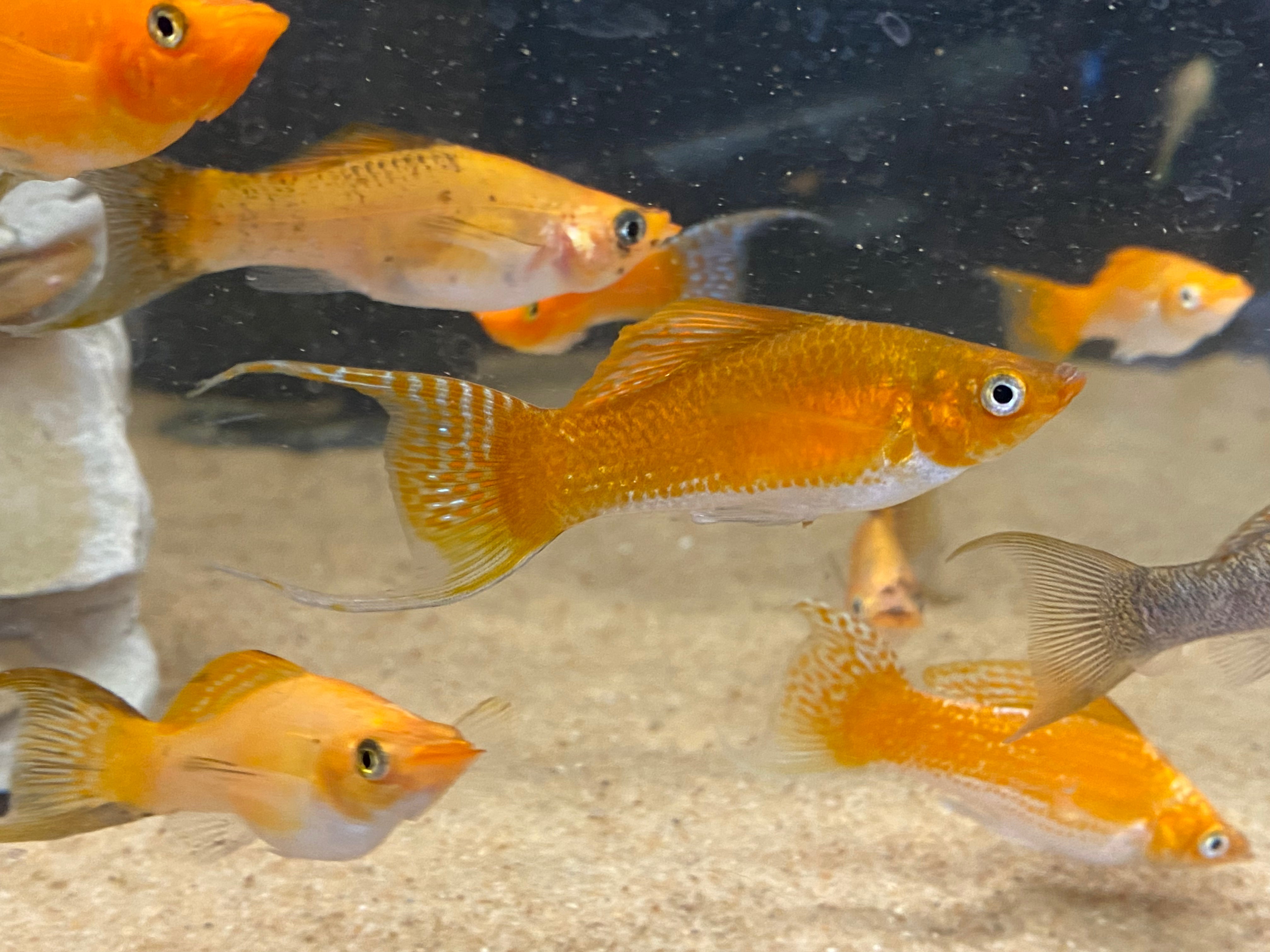 Assorted Lyretail Molly