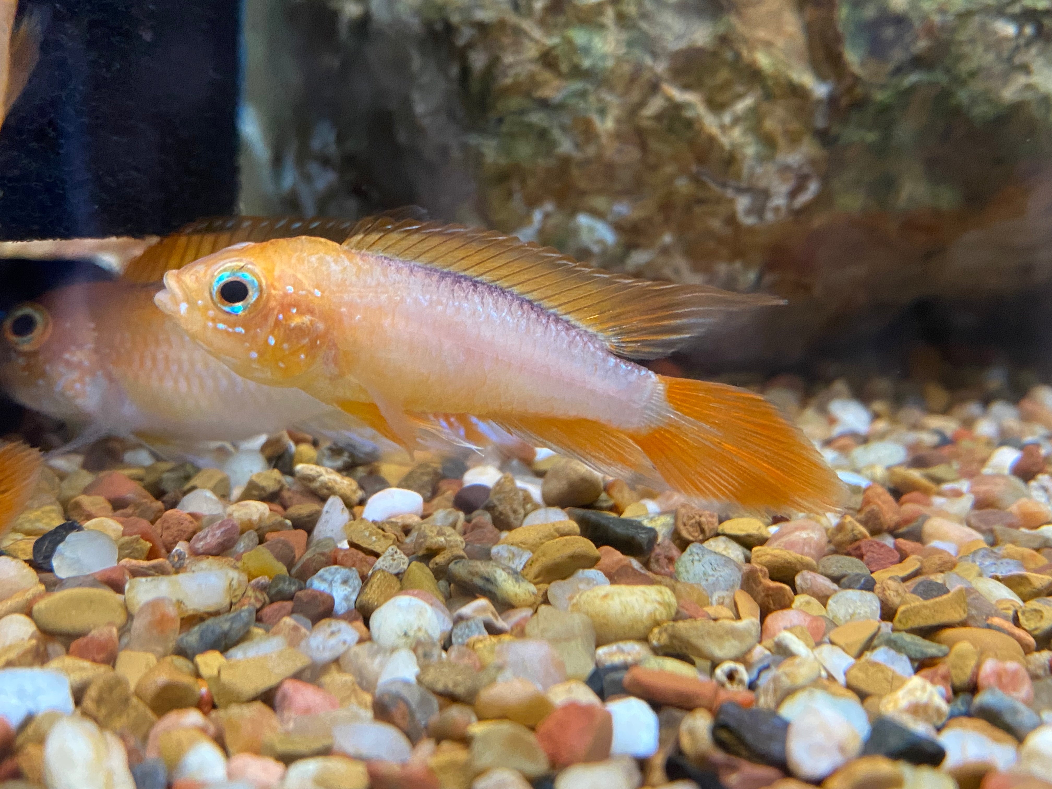 Apistogramma agassizii 'Fire Red'