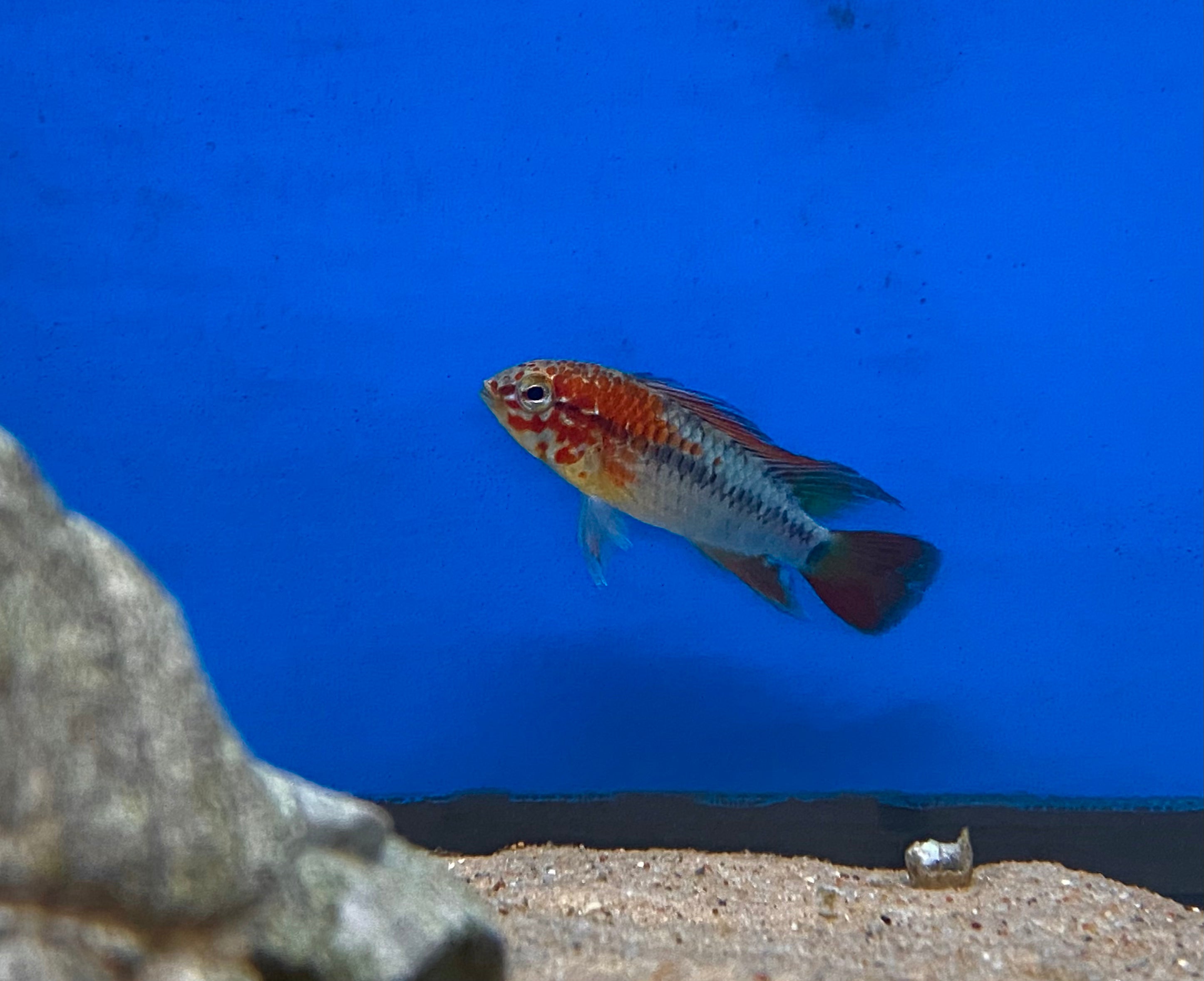 Apistogramma macmasteri 'Red Mask'
