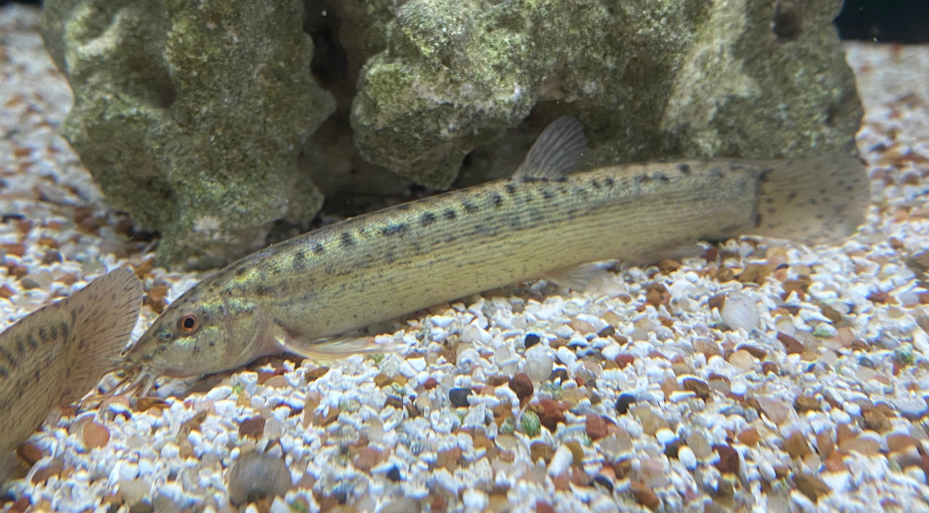 Weather / Dojo Loach Weather loach for sale