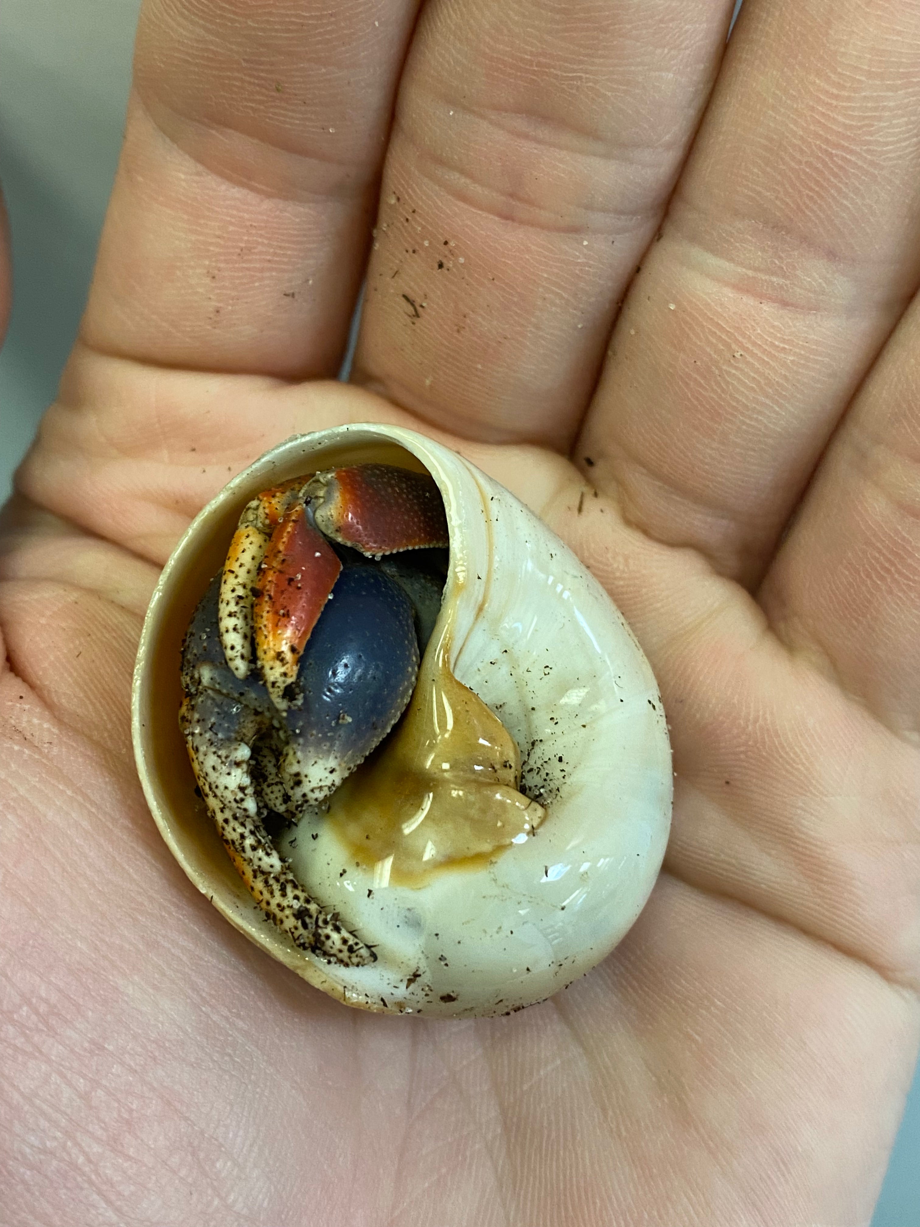 Bernard l'ermite à pinces violettes