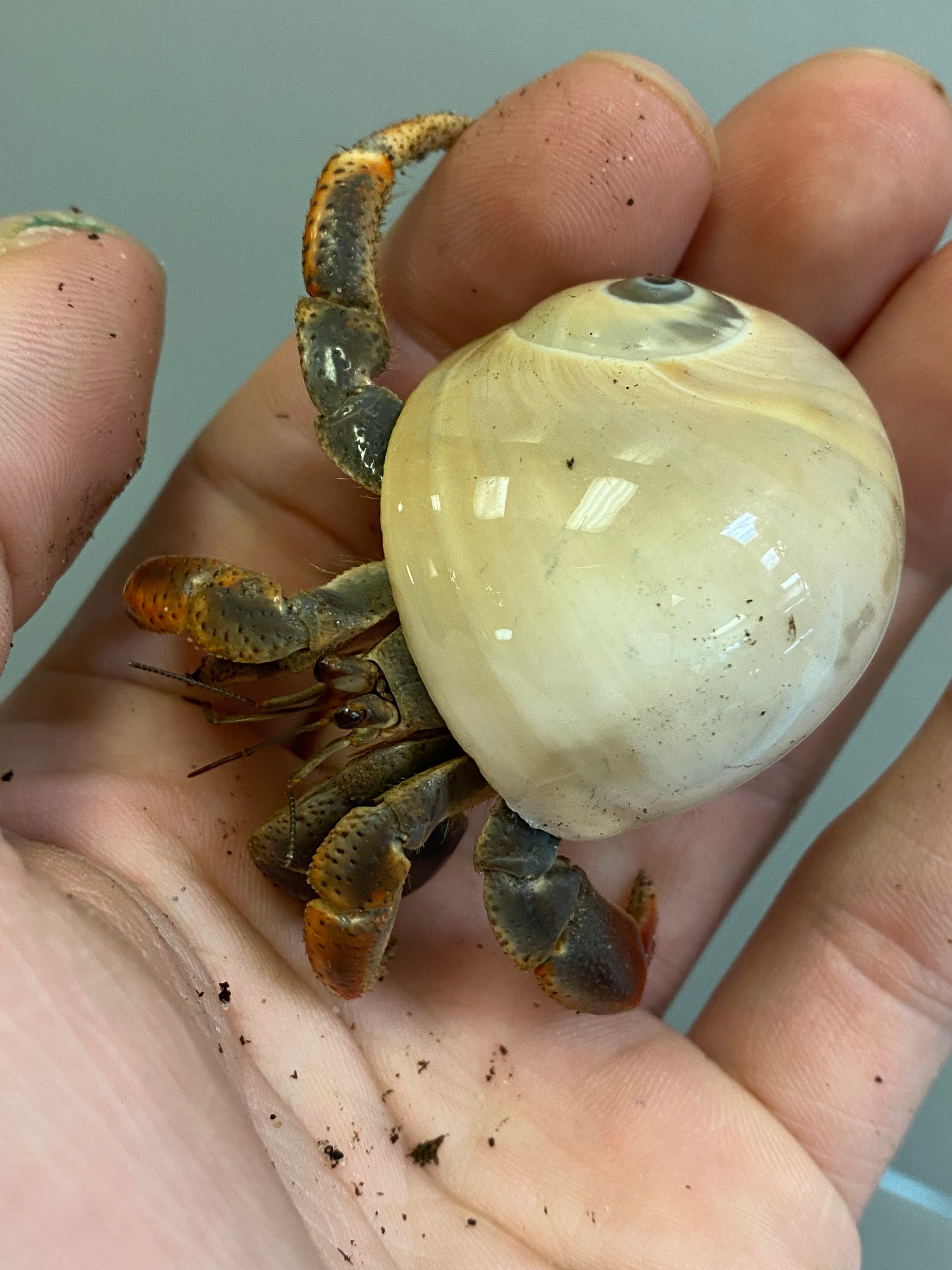 Bernard l'ermite à pinces violettes