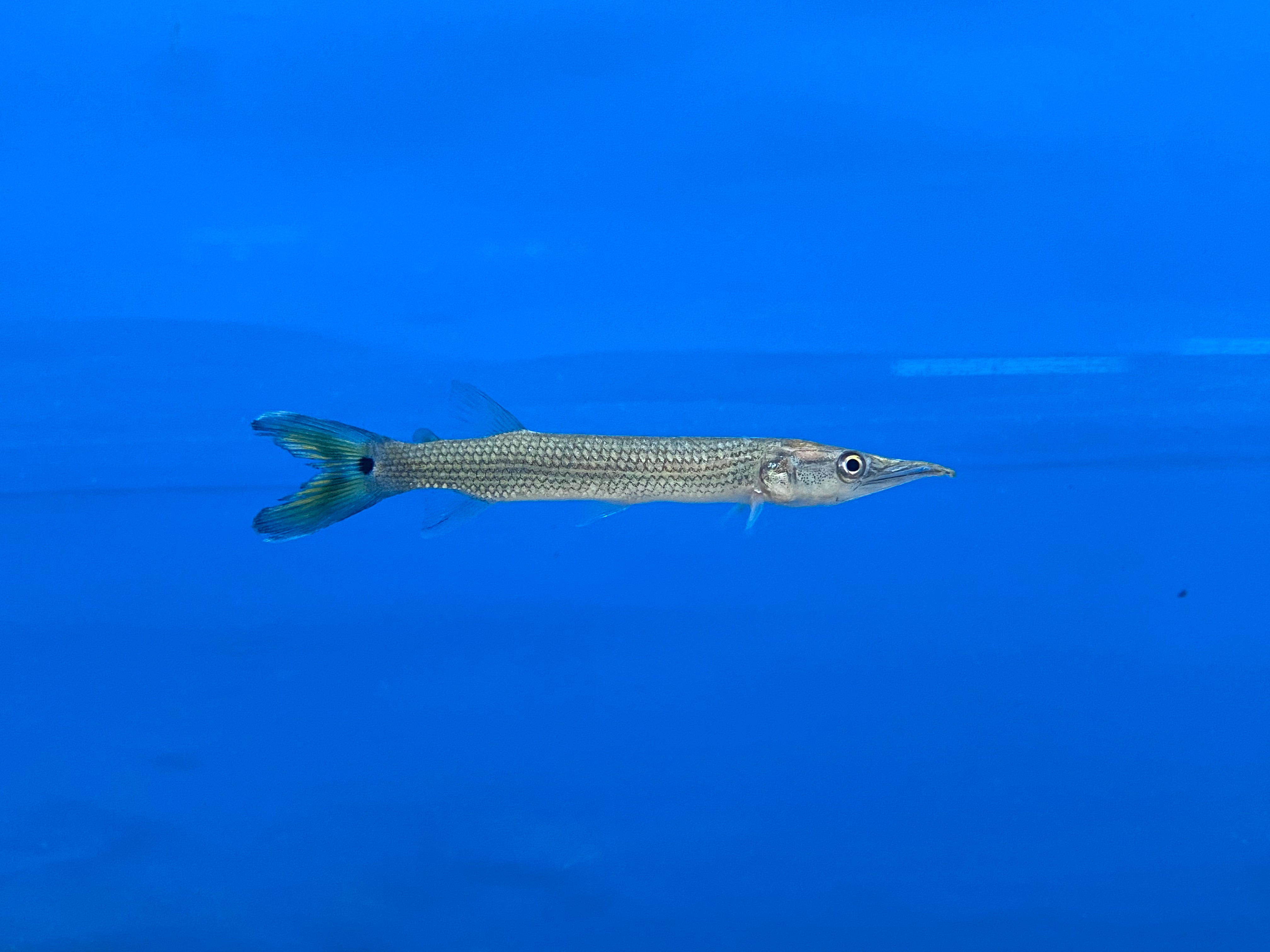 Hujeta Gar (bébés)