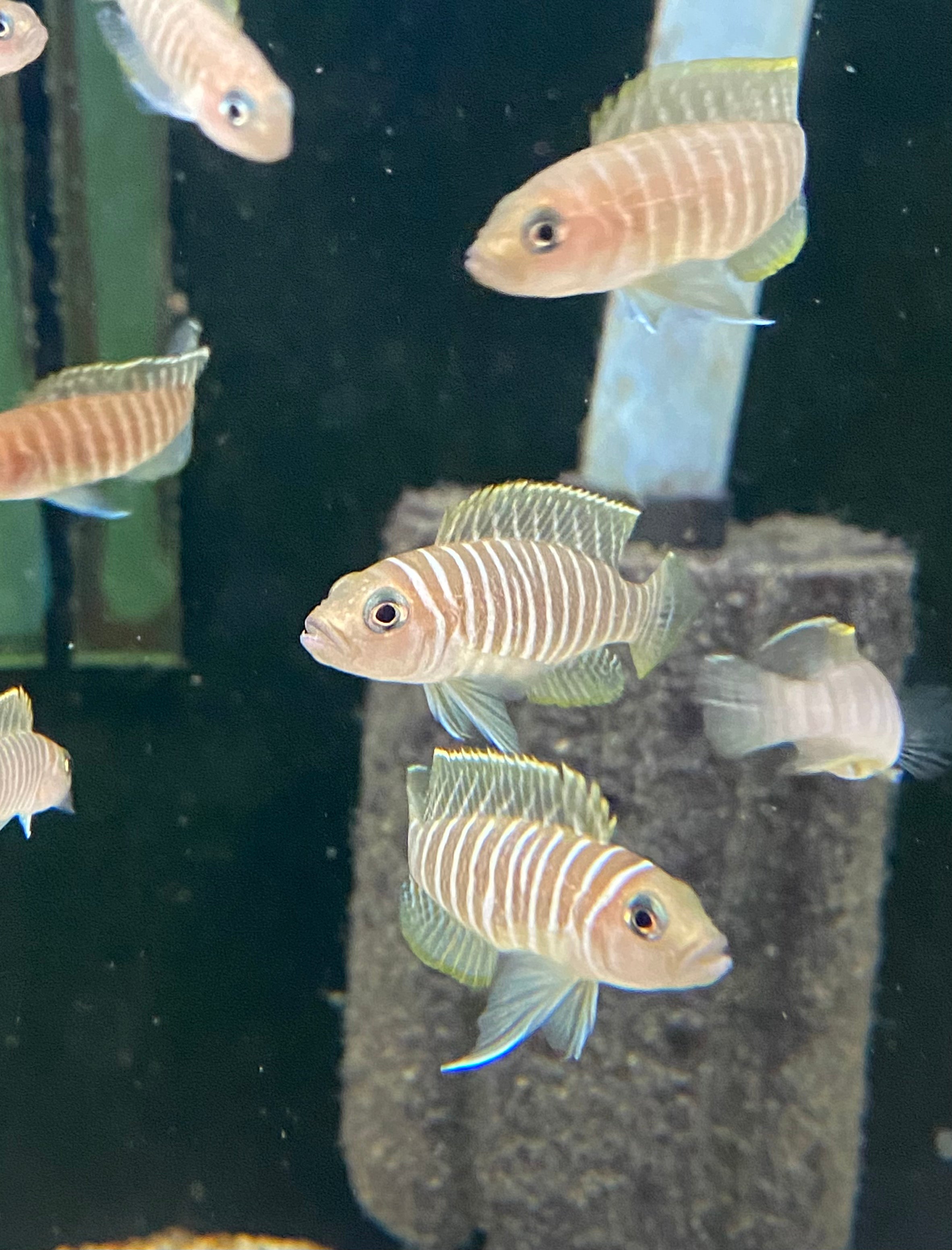 Neolamprologus similis